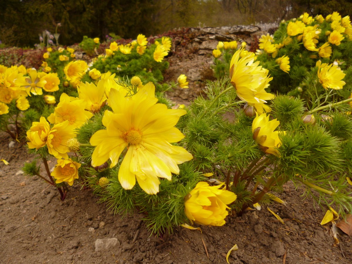 Адонис цветок желтый фото и описание