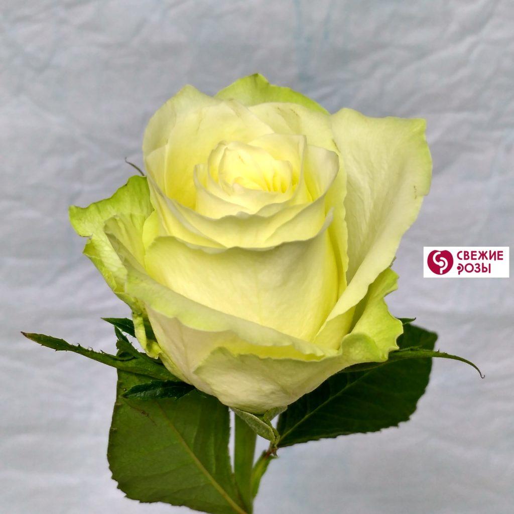 Белая роза Голландия сорта