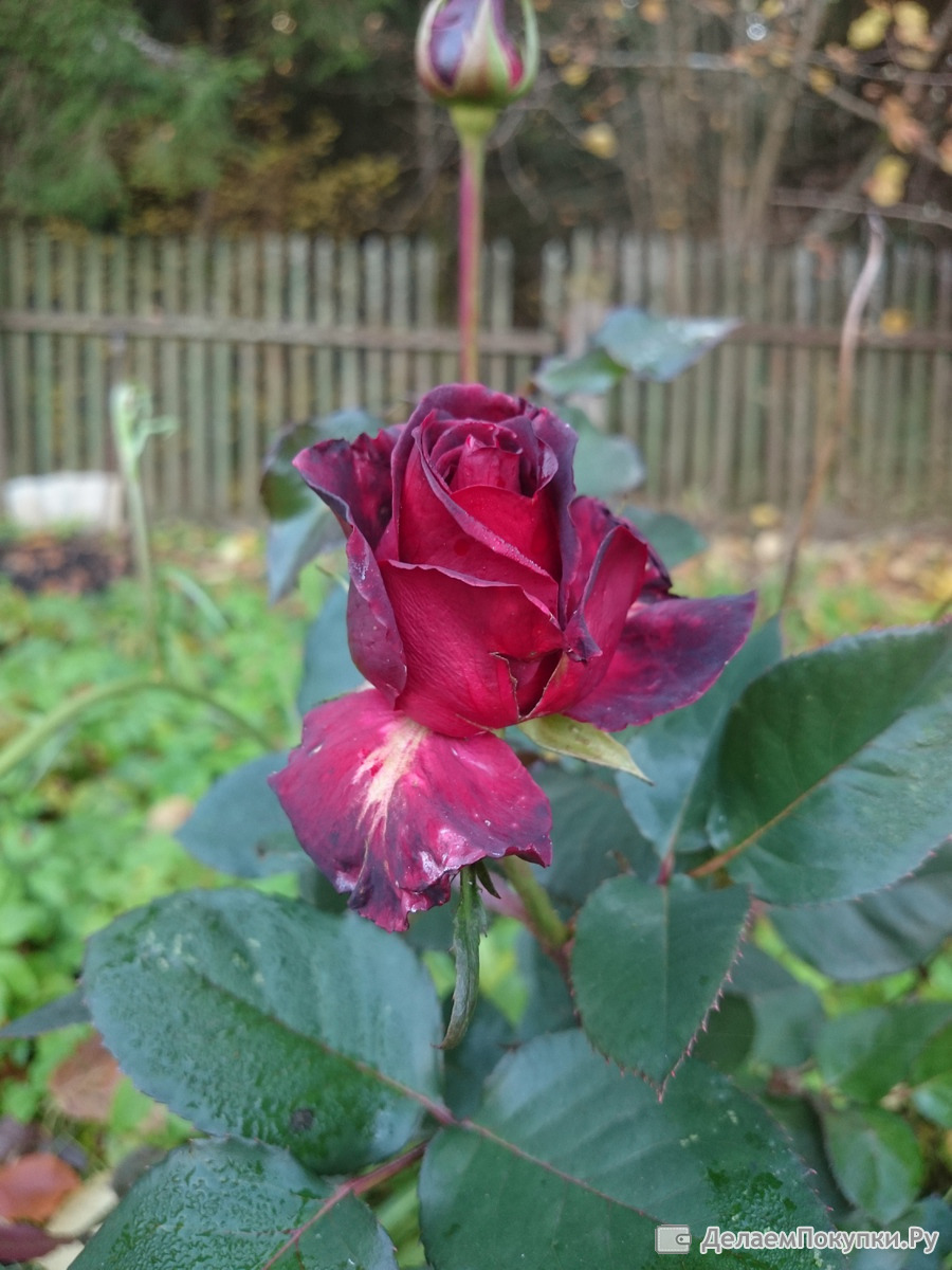 Русский огород чайно гибридные розы сорт Фиджи Негро