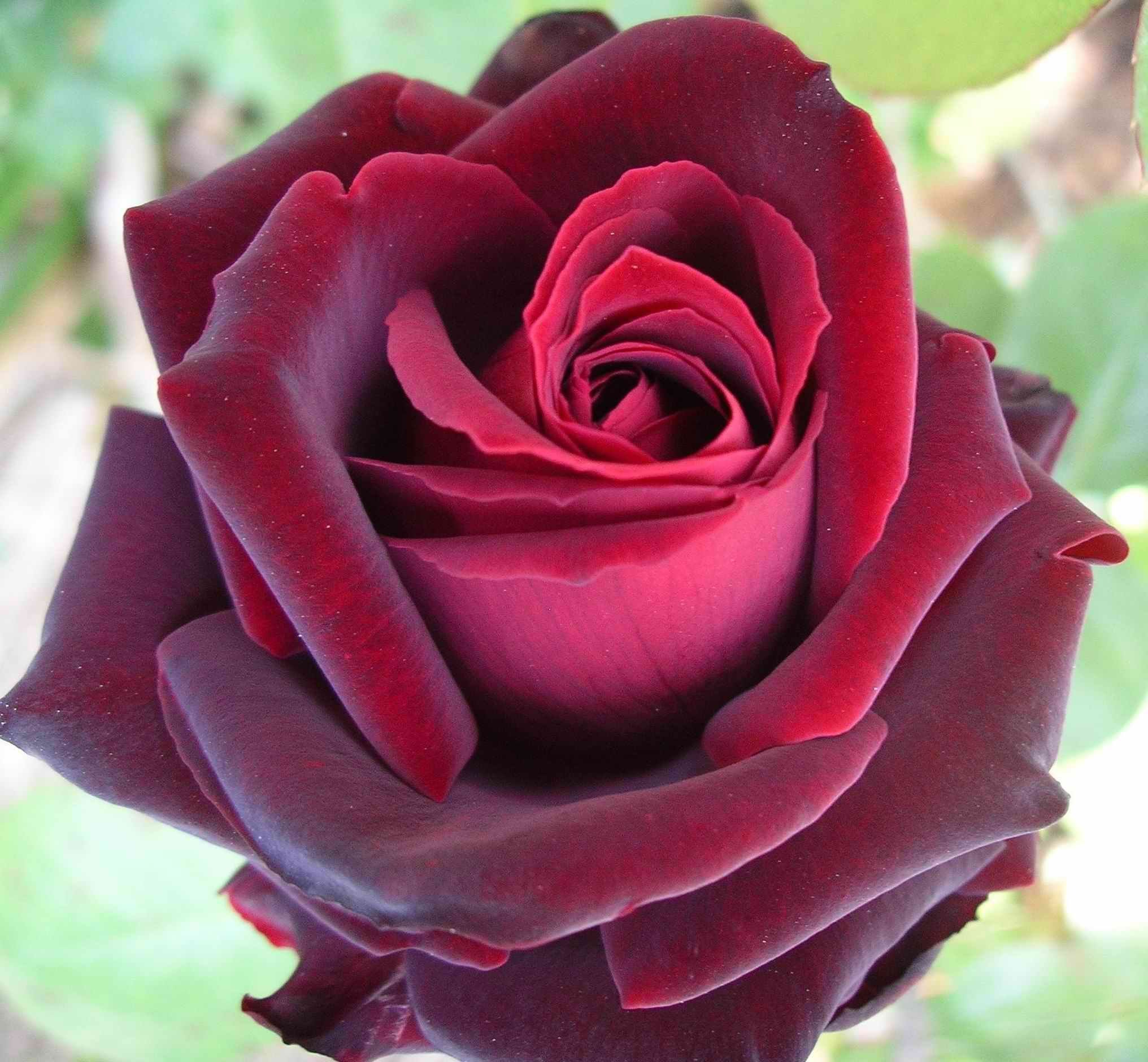 Бордовая бархатная роза фото