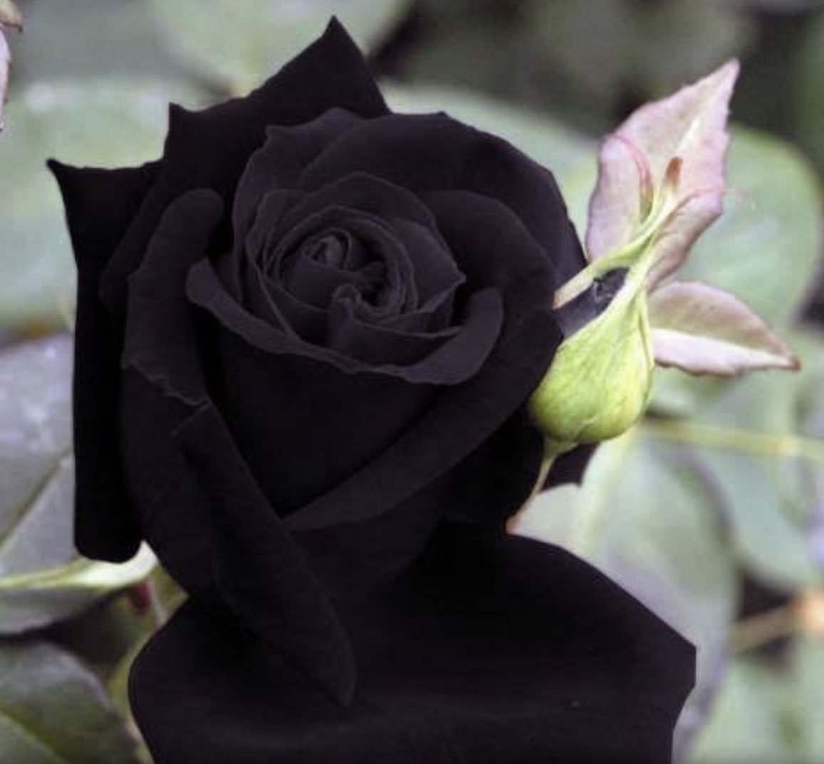 Где купить черные розы. Черные розы Халфети.