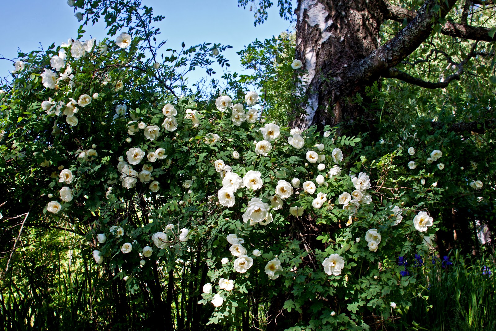 Шиповник колючейший Rosa spinosissima