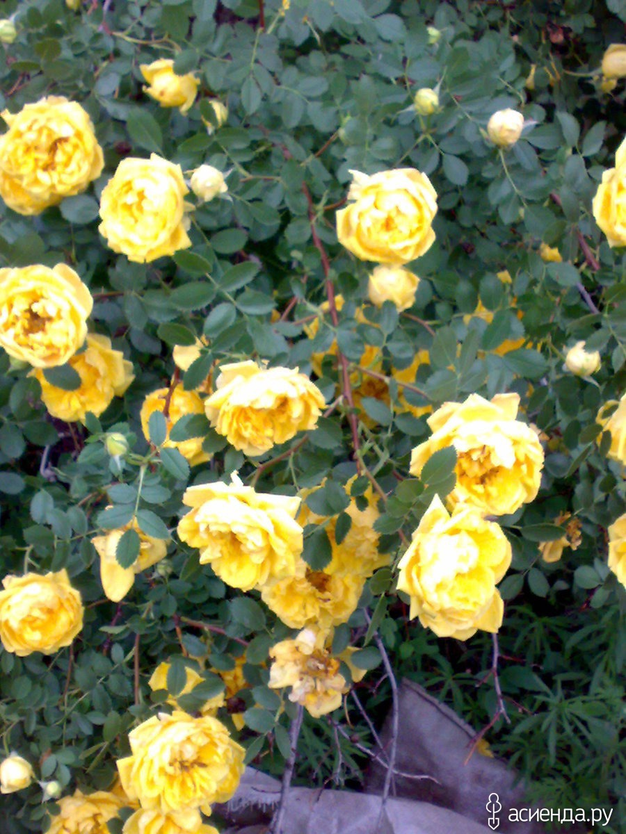 Парковая роза Персиан Йеллоу