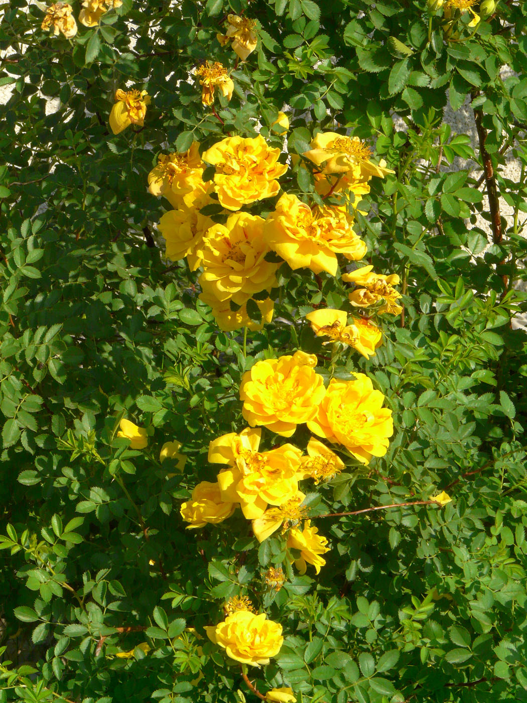 Фетида Персиана роза желтая