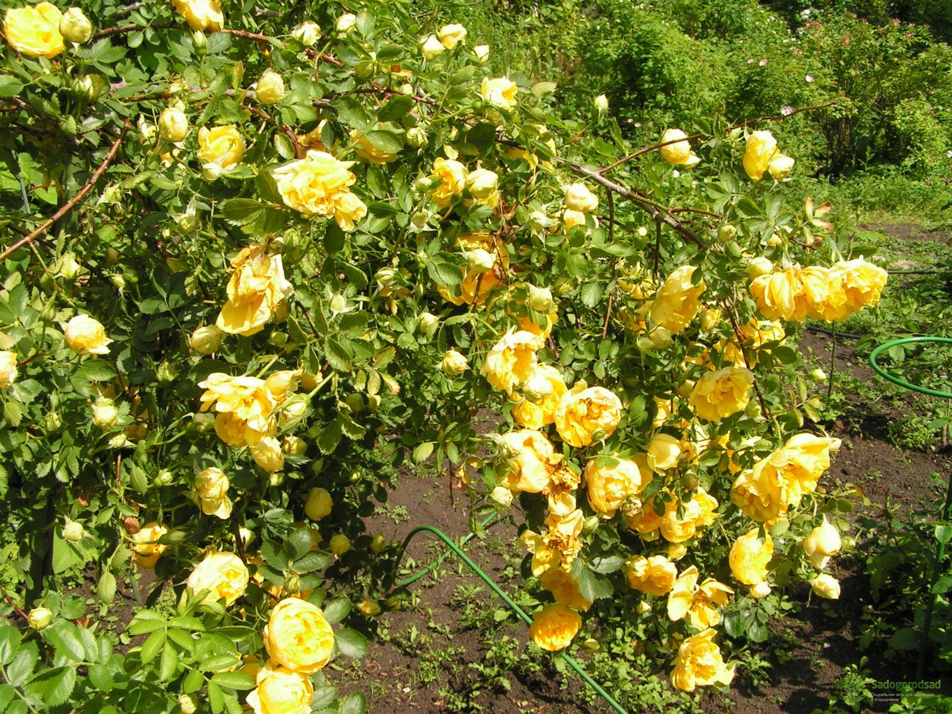 Желтый Шиповник Капуцинская Роза