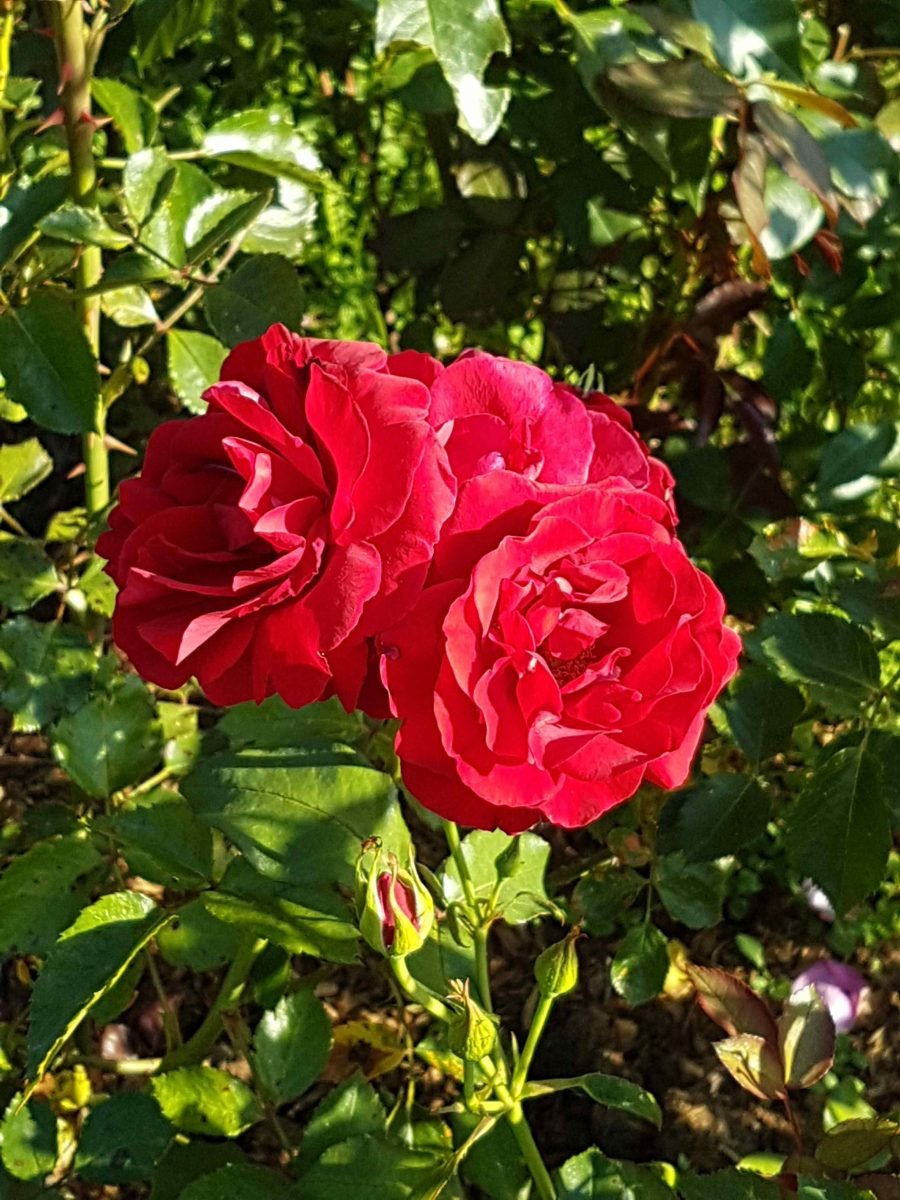 Мускусная роза Анжелика Анжелика
