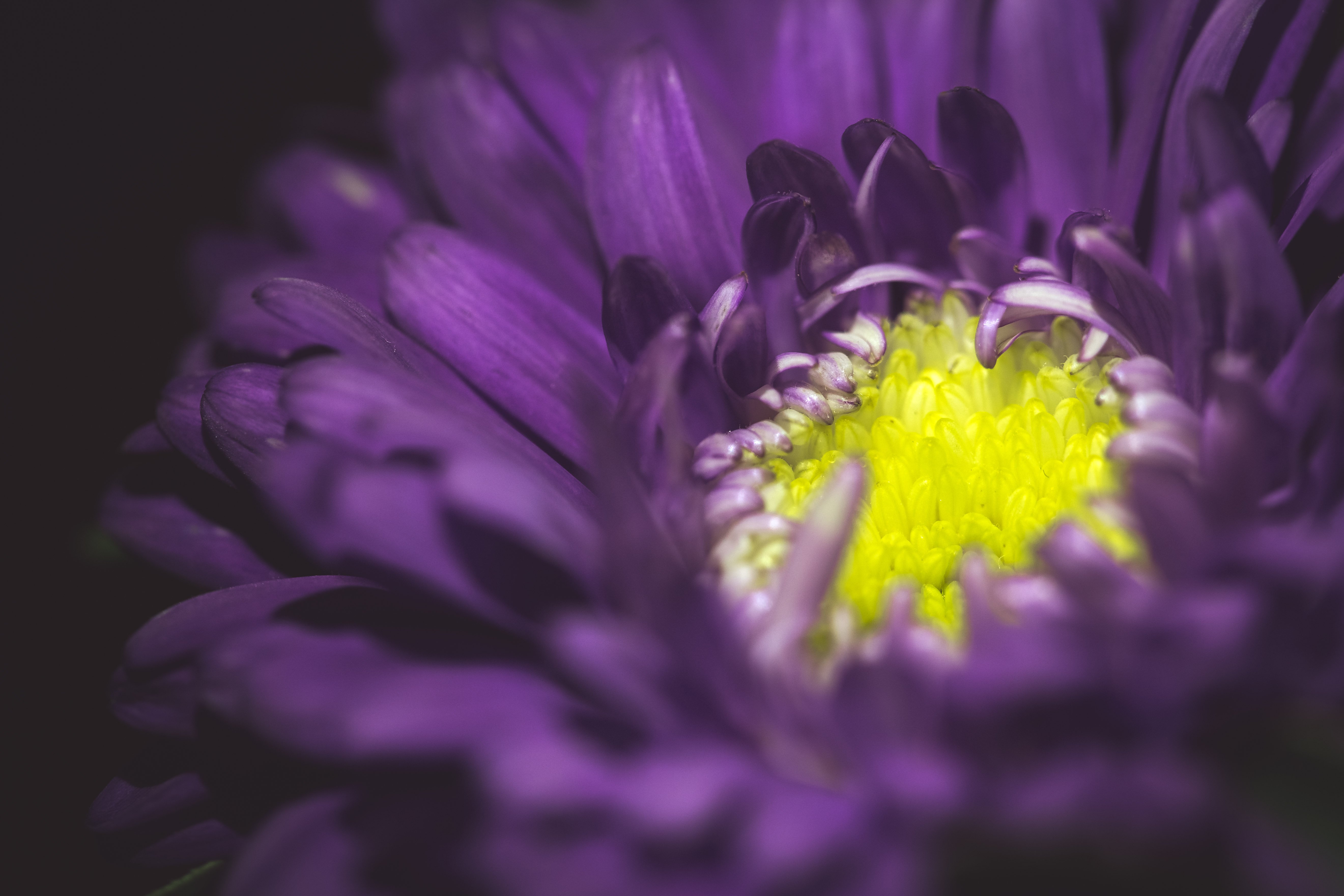 Фиолетовые астры хризантемы