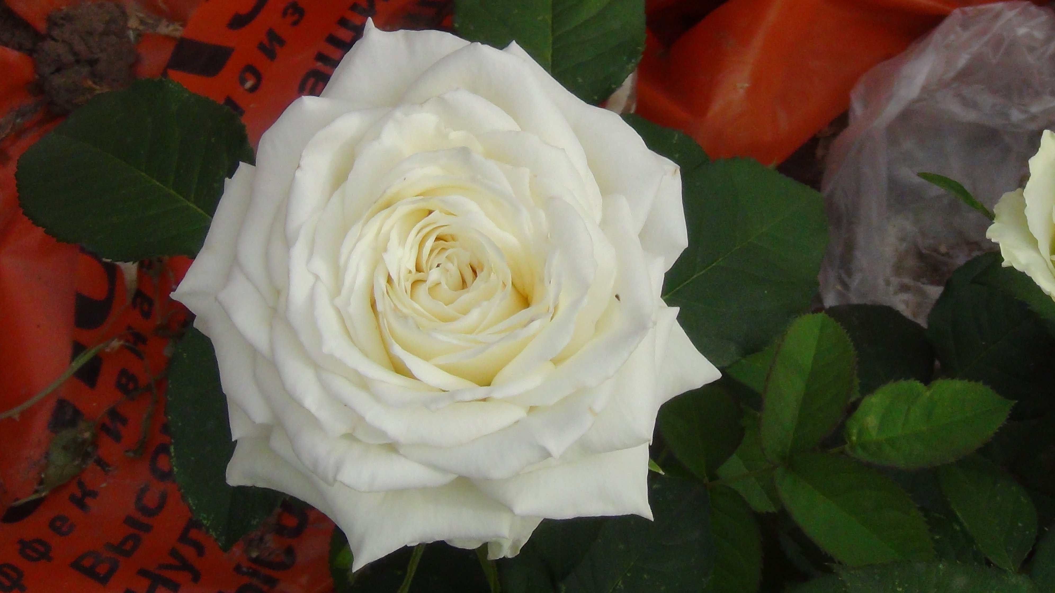 Роза чайно гибридная боинг фото и описание