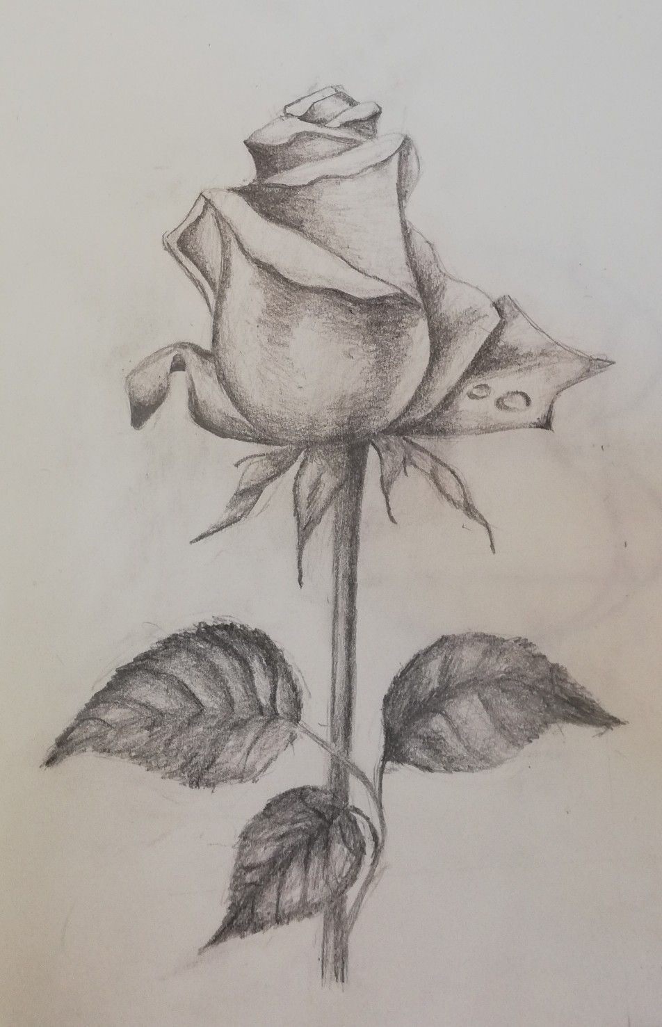 Роза набросок