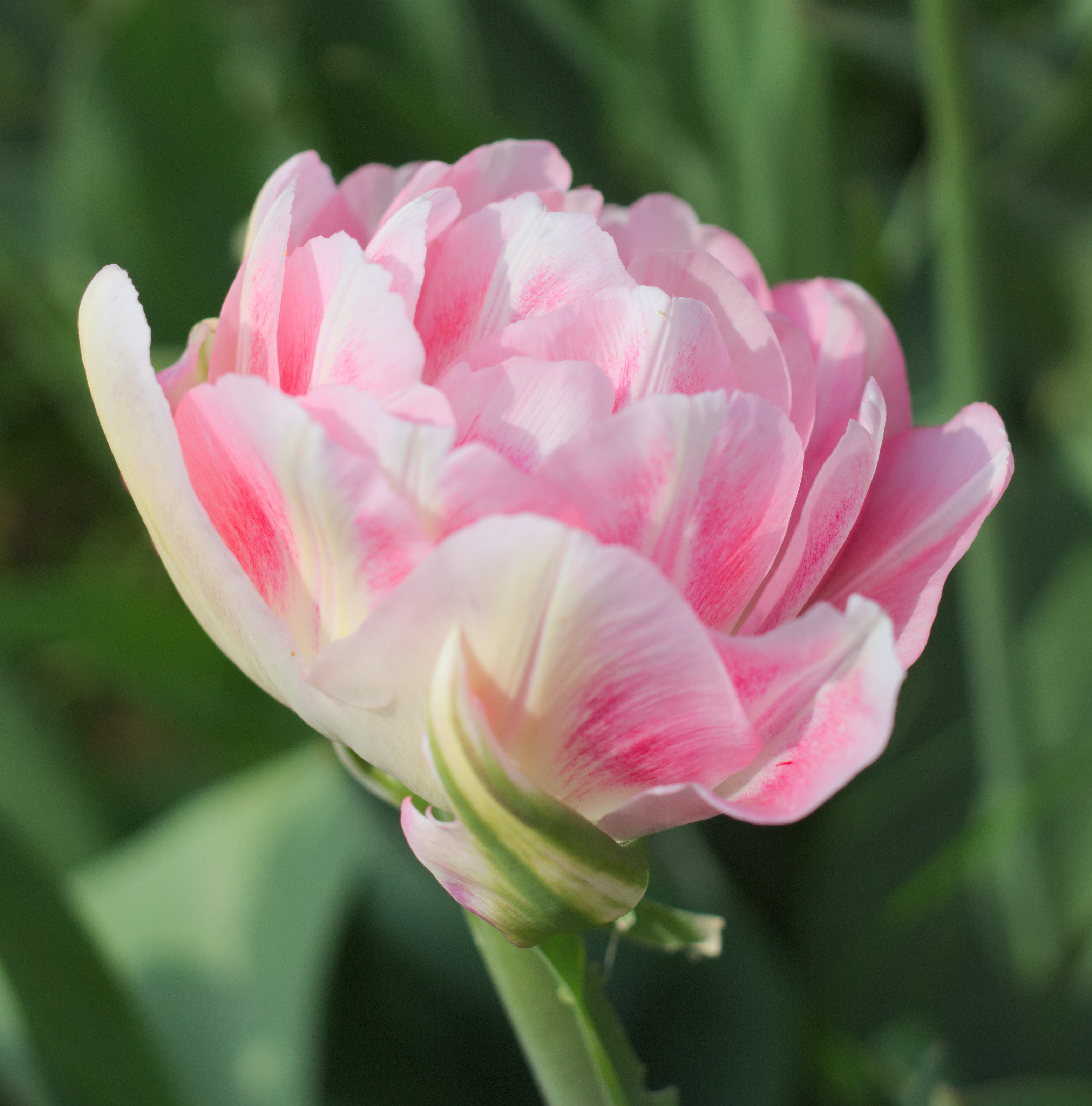 Тюльпан finola фото и описание