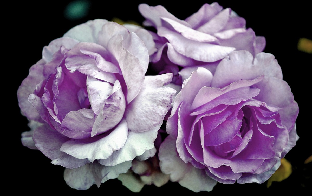 Фотообои фиолетовые розы