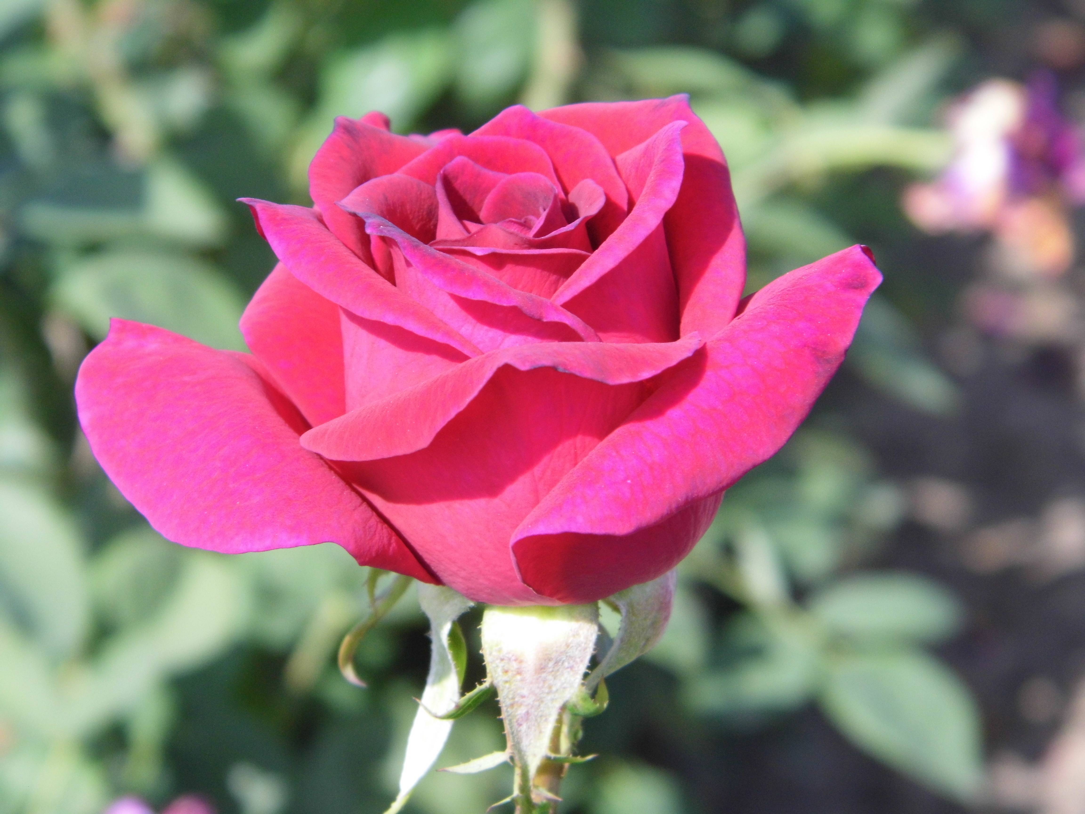 Роза сорта амбианс (77 фото) .