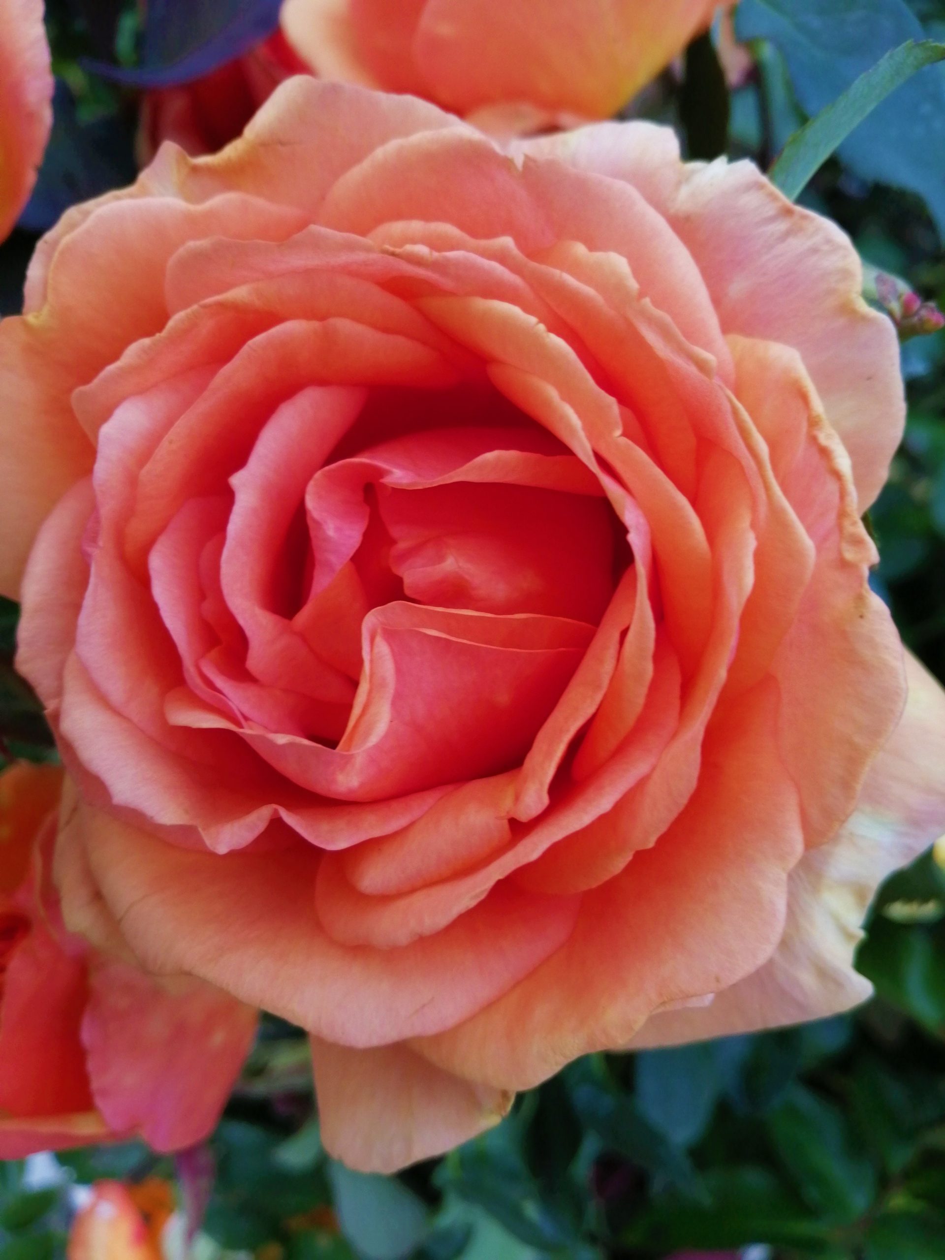 Роза чайно-гибридная Рене Госсини v5 Lav