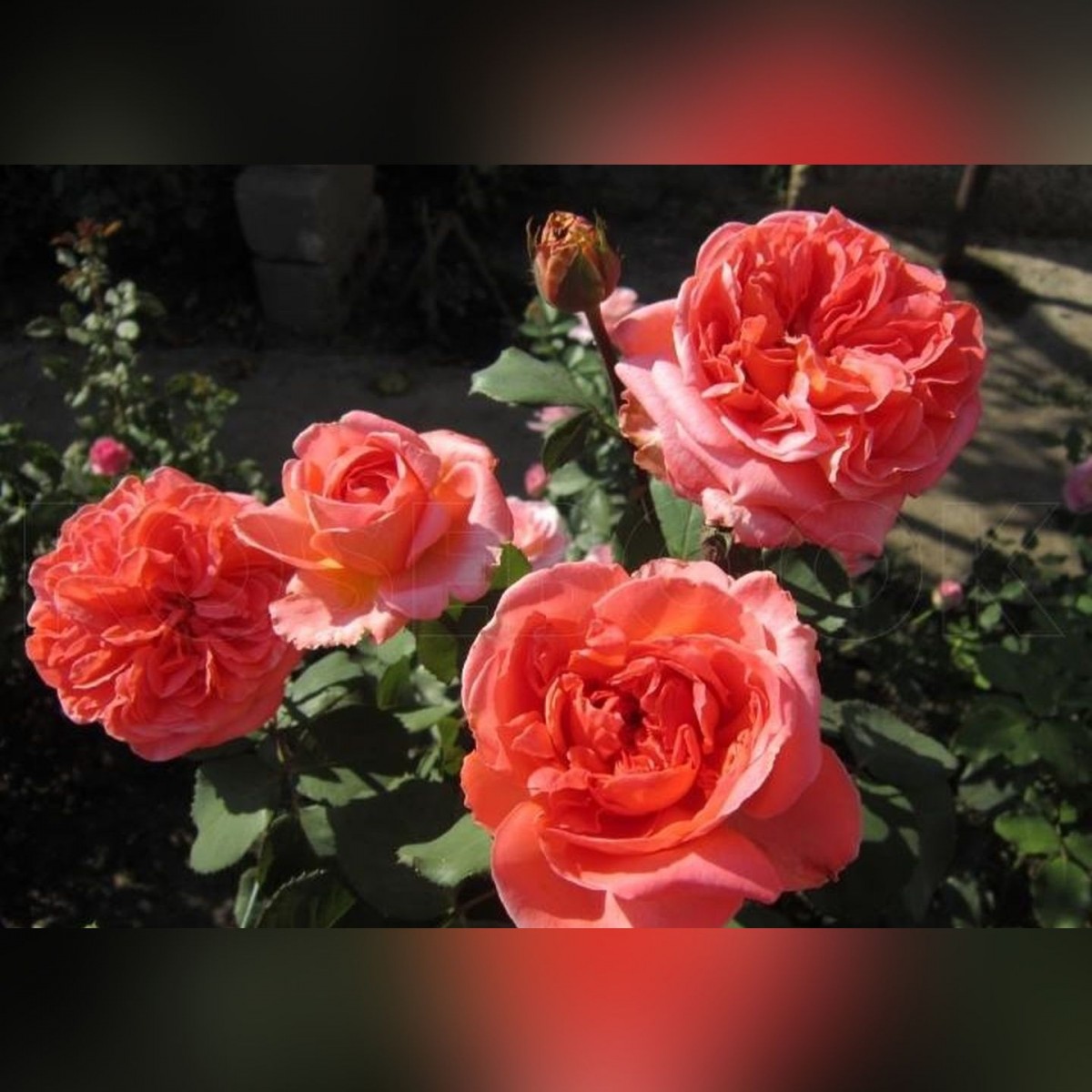 Сорт розы Рене Госсини
