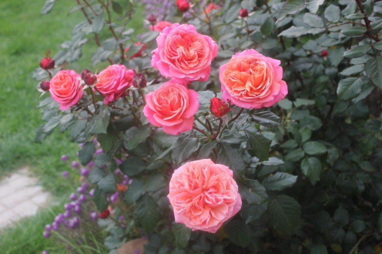 Роза роза Мэри Энн