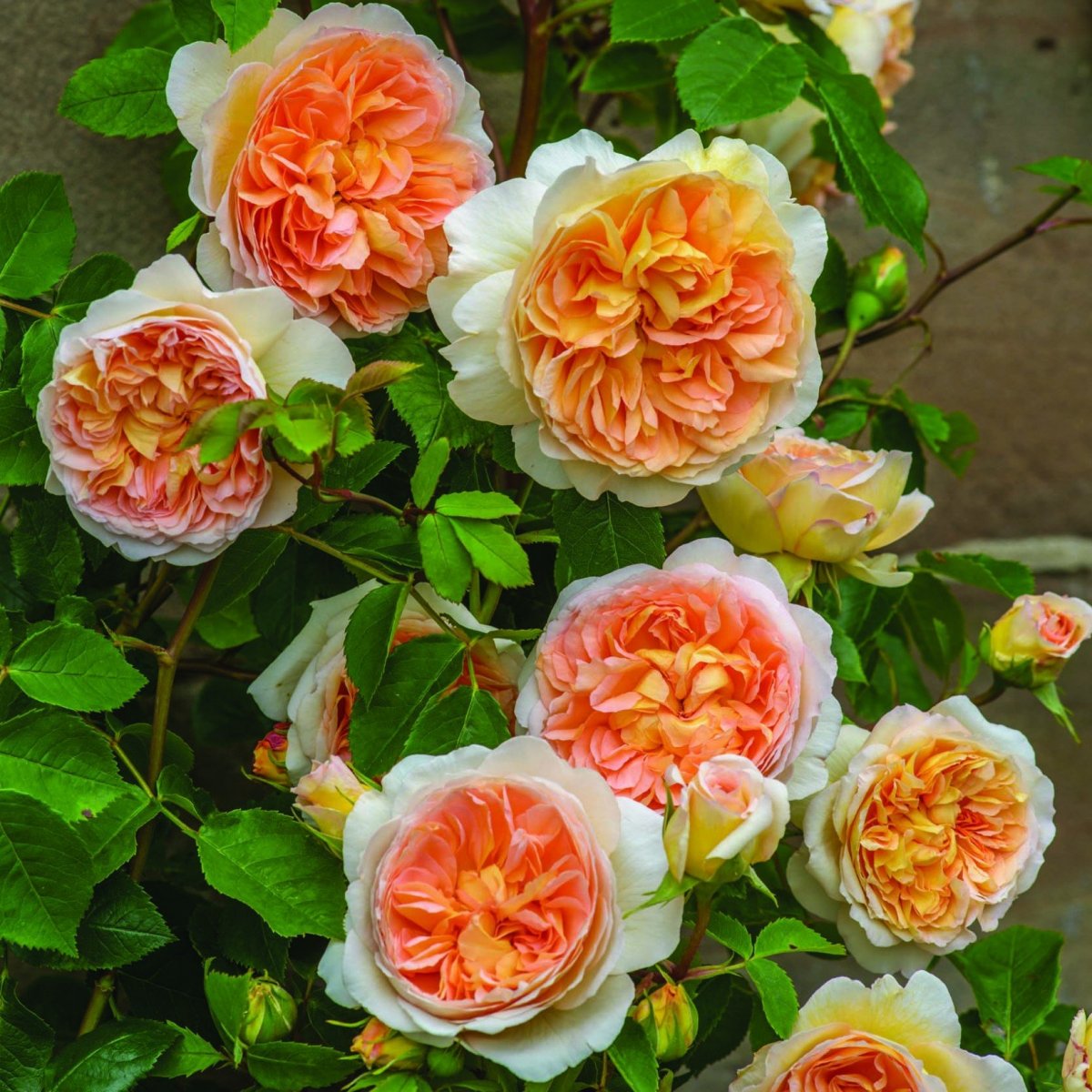 Роза английская Парковая Батшеба