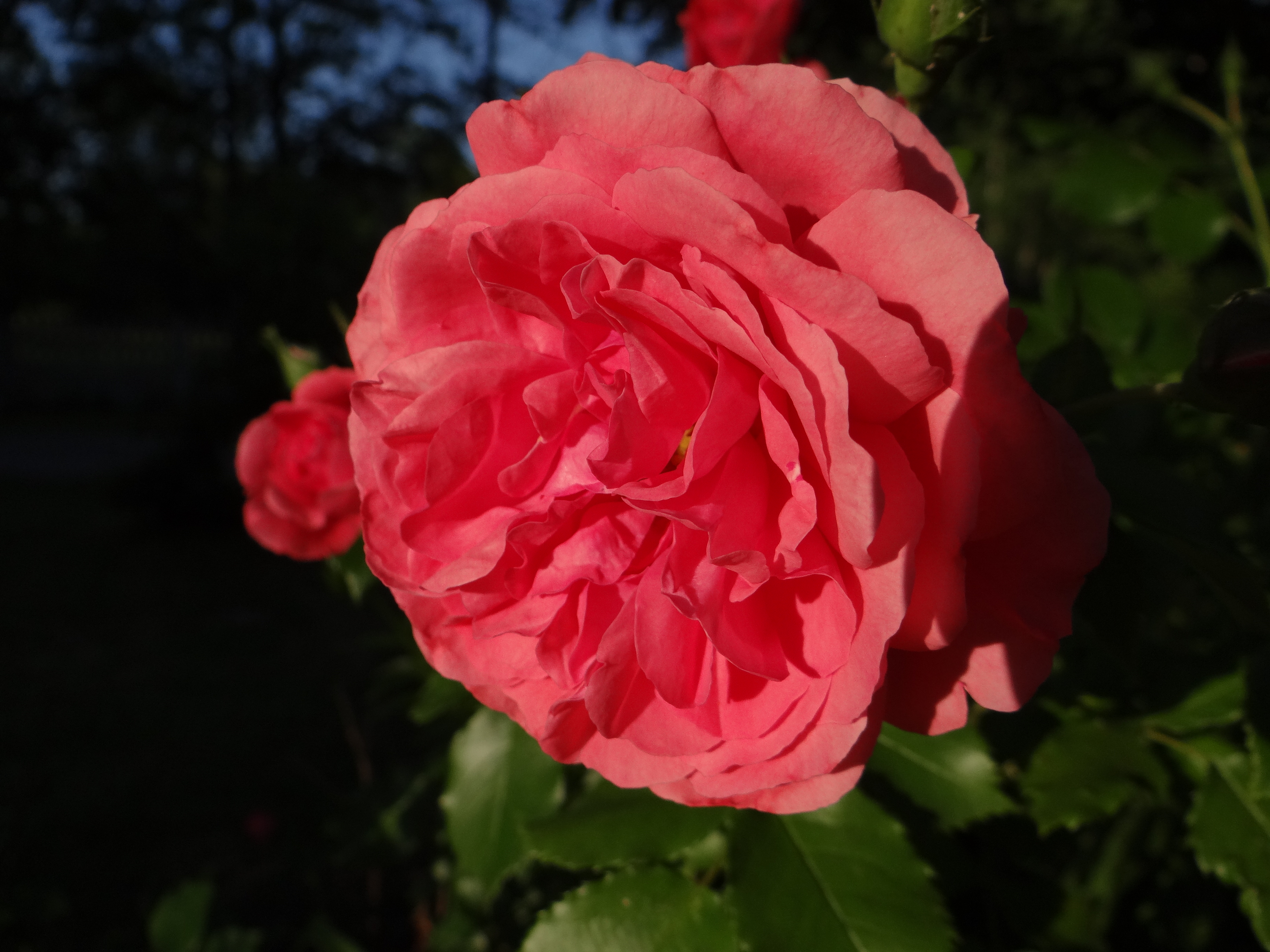 Сорт розы Линда Беллингем