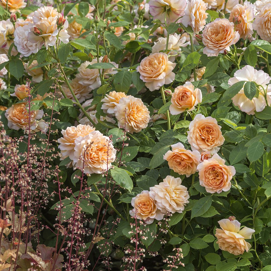Розы Дэвида Остина в саду