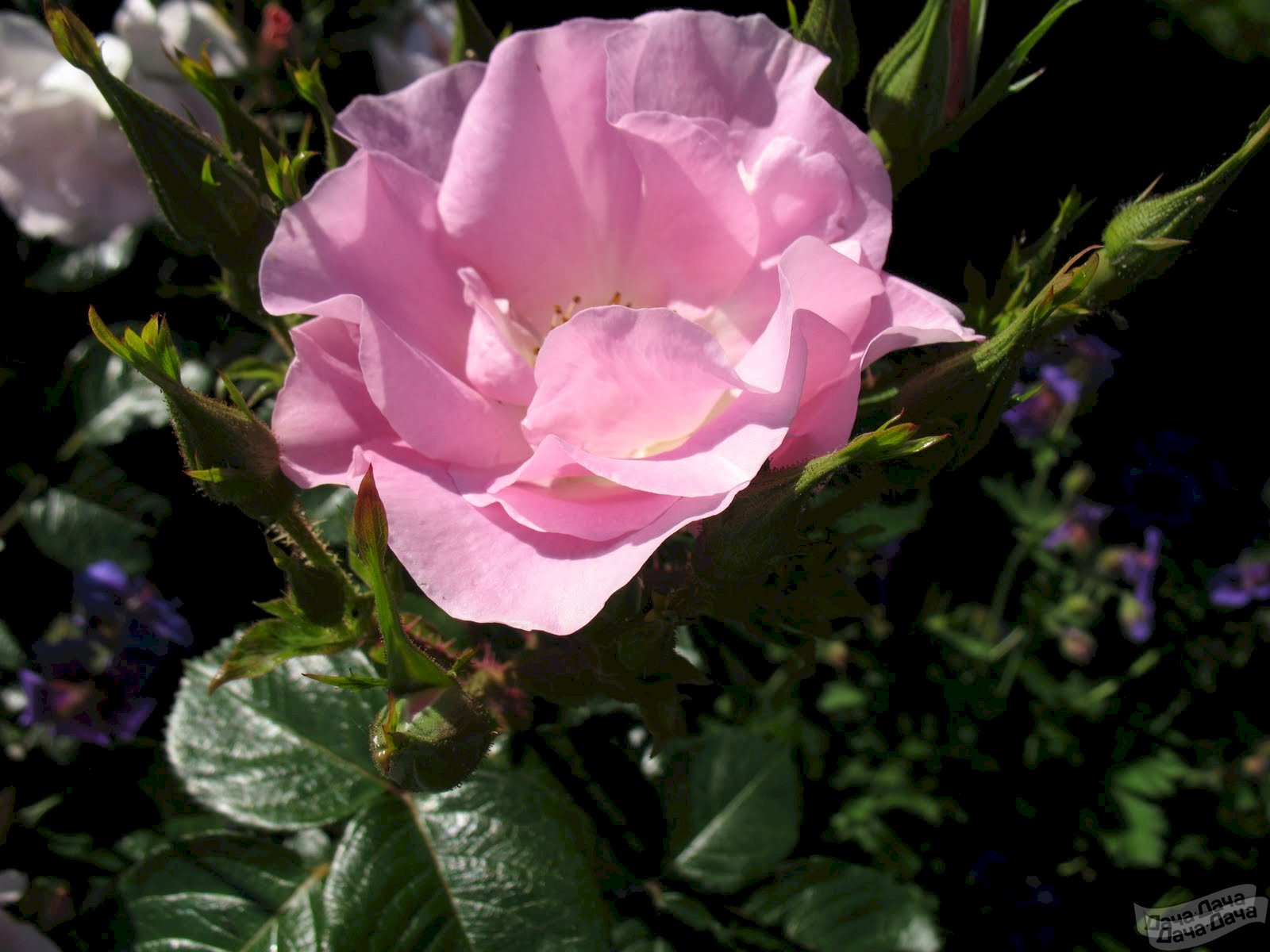 Pink robusta роза
