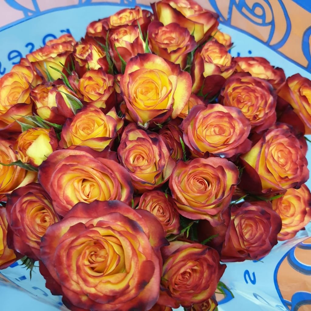 Рогоза роза эквадор