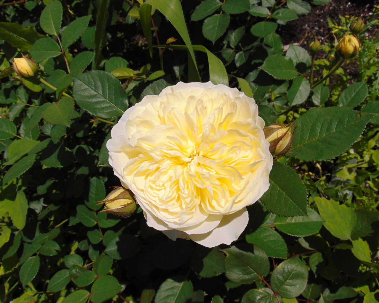 Роза английская Пилигрим пионовидные