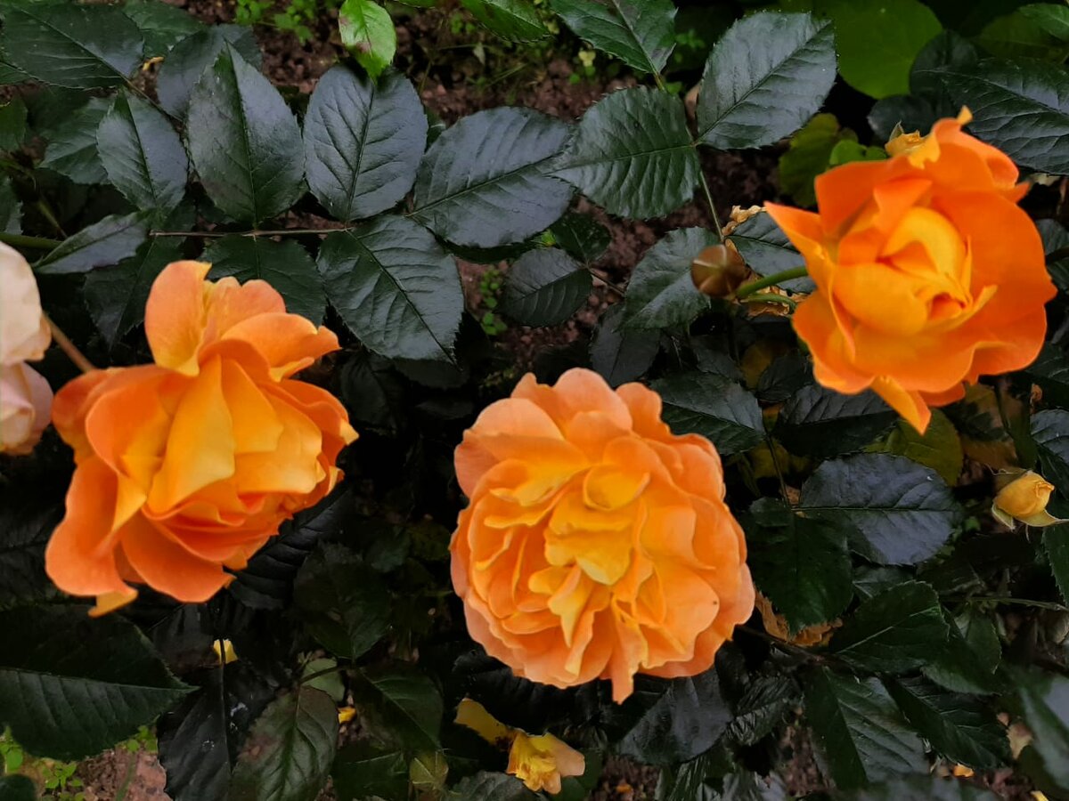 Гольдельзе Goldelse роза
