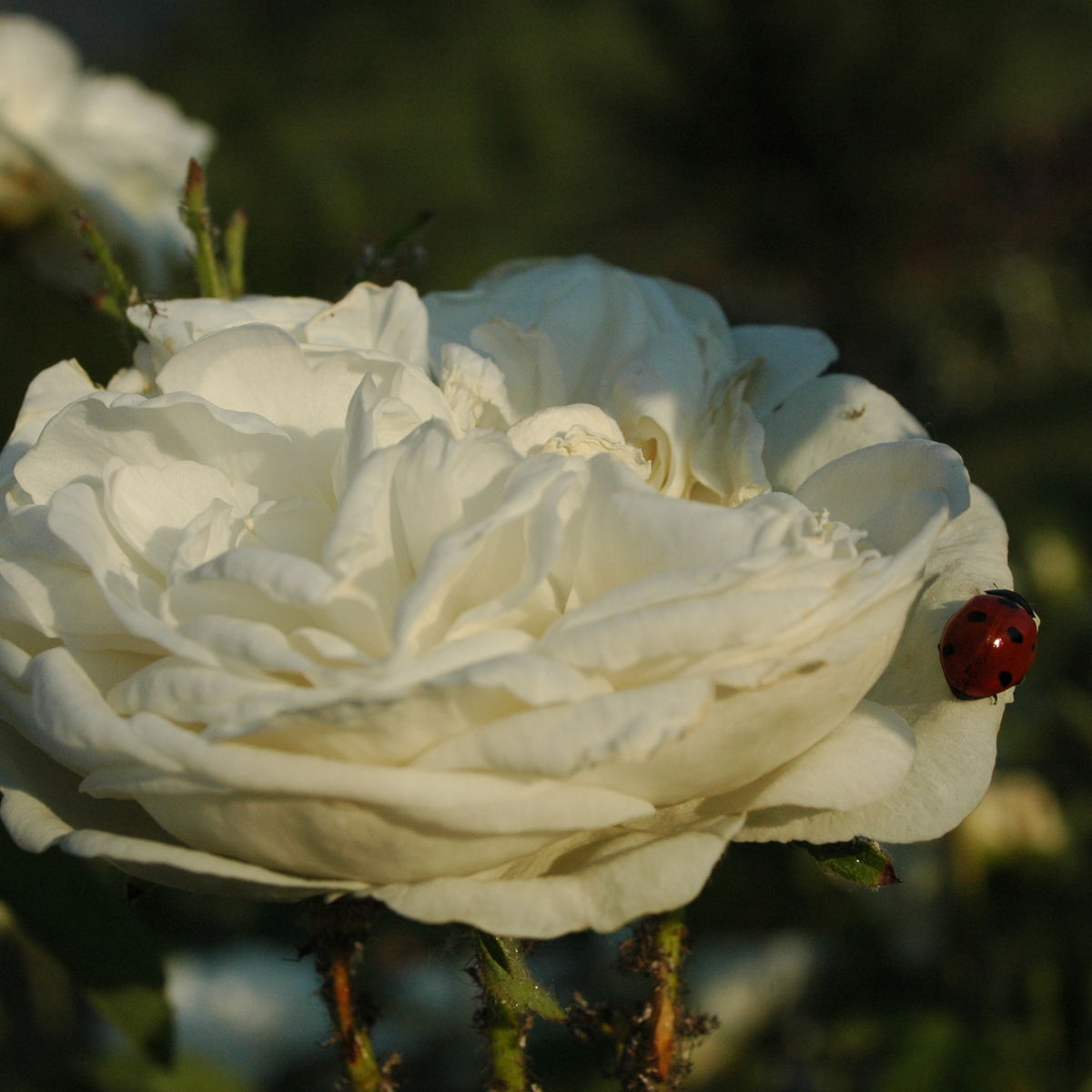 Роза Амелия белая