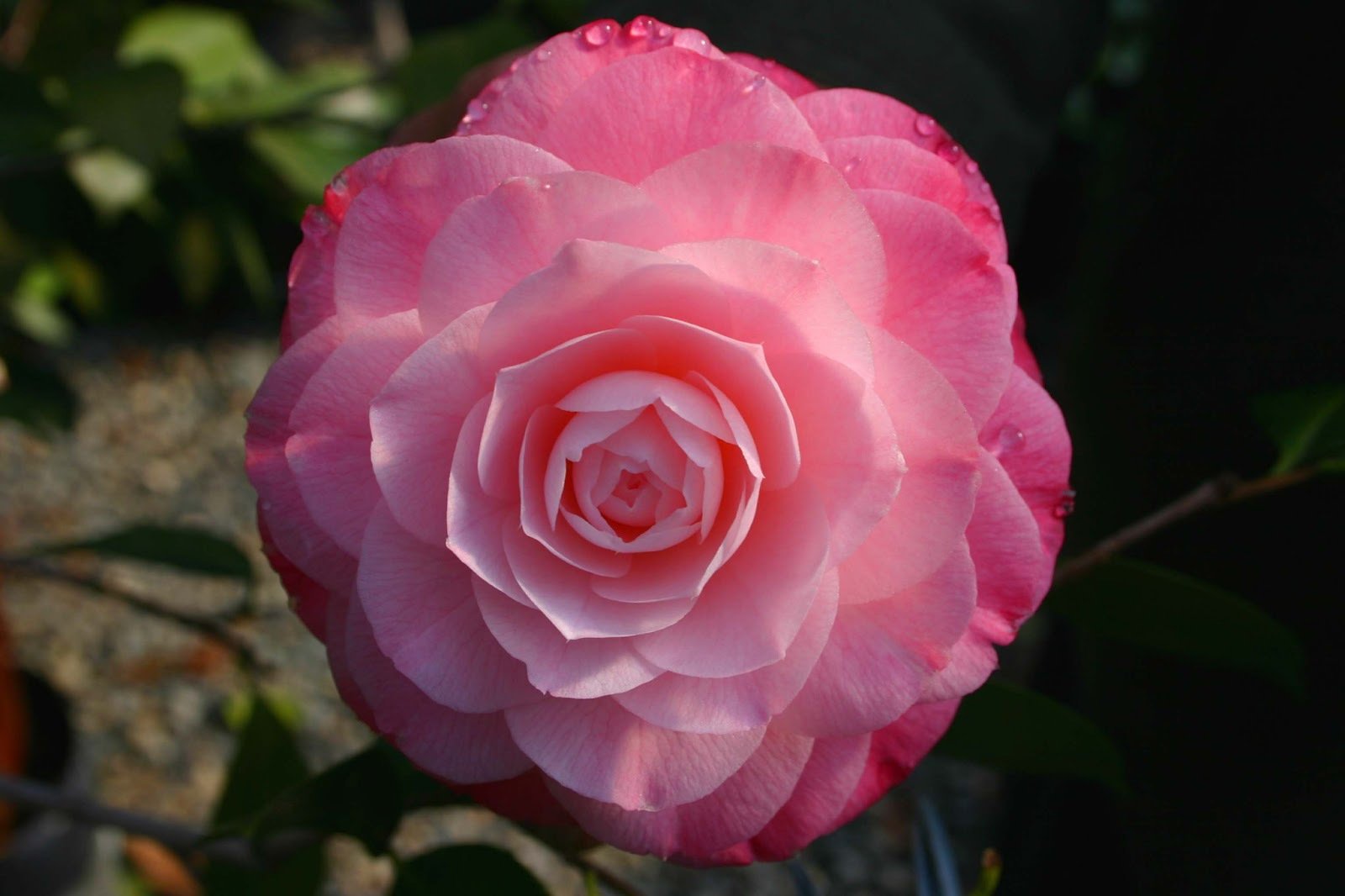 Роза чайно гибридная амалия фото и описание