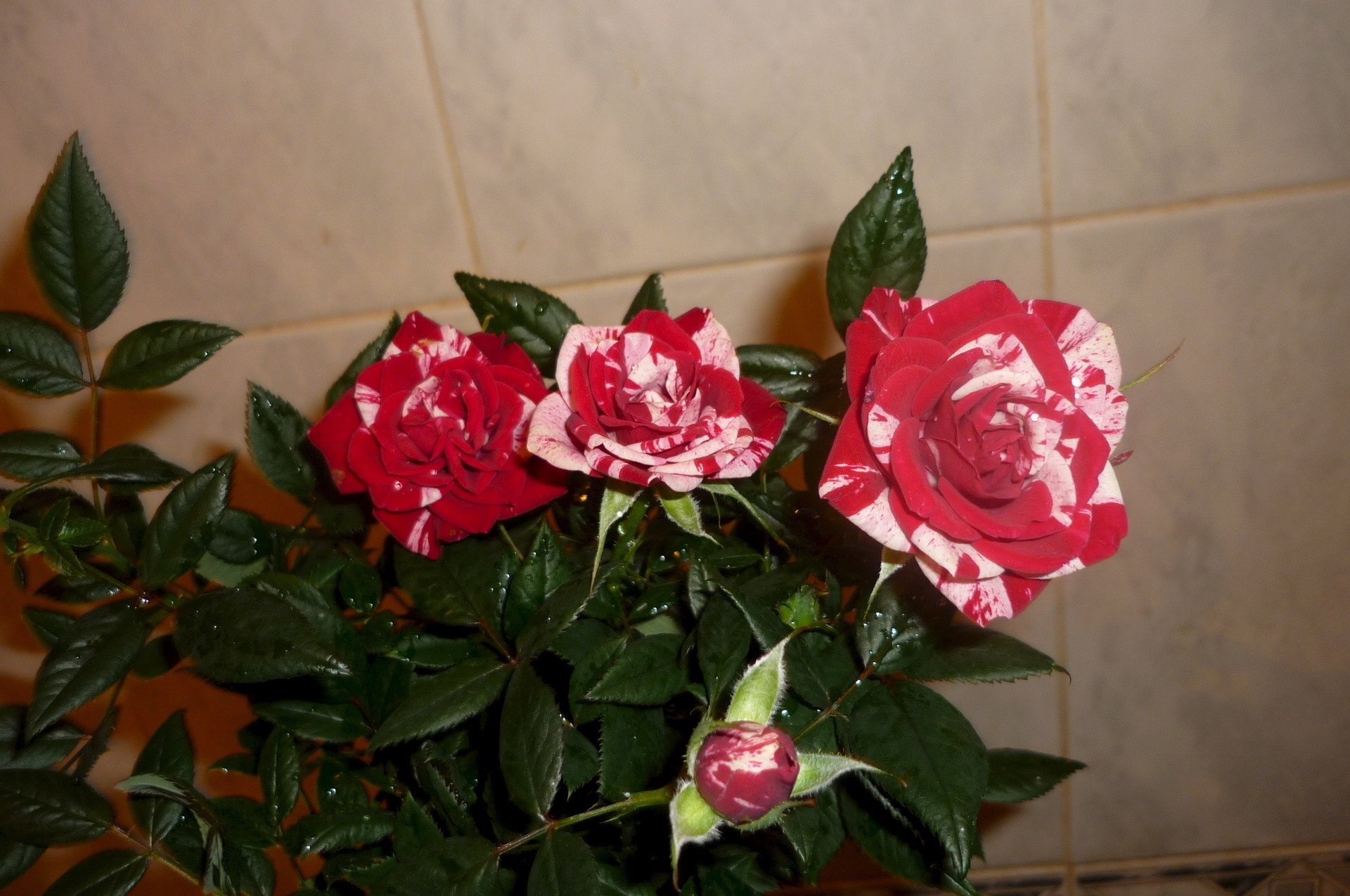 Почему дома нельзя держать розы