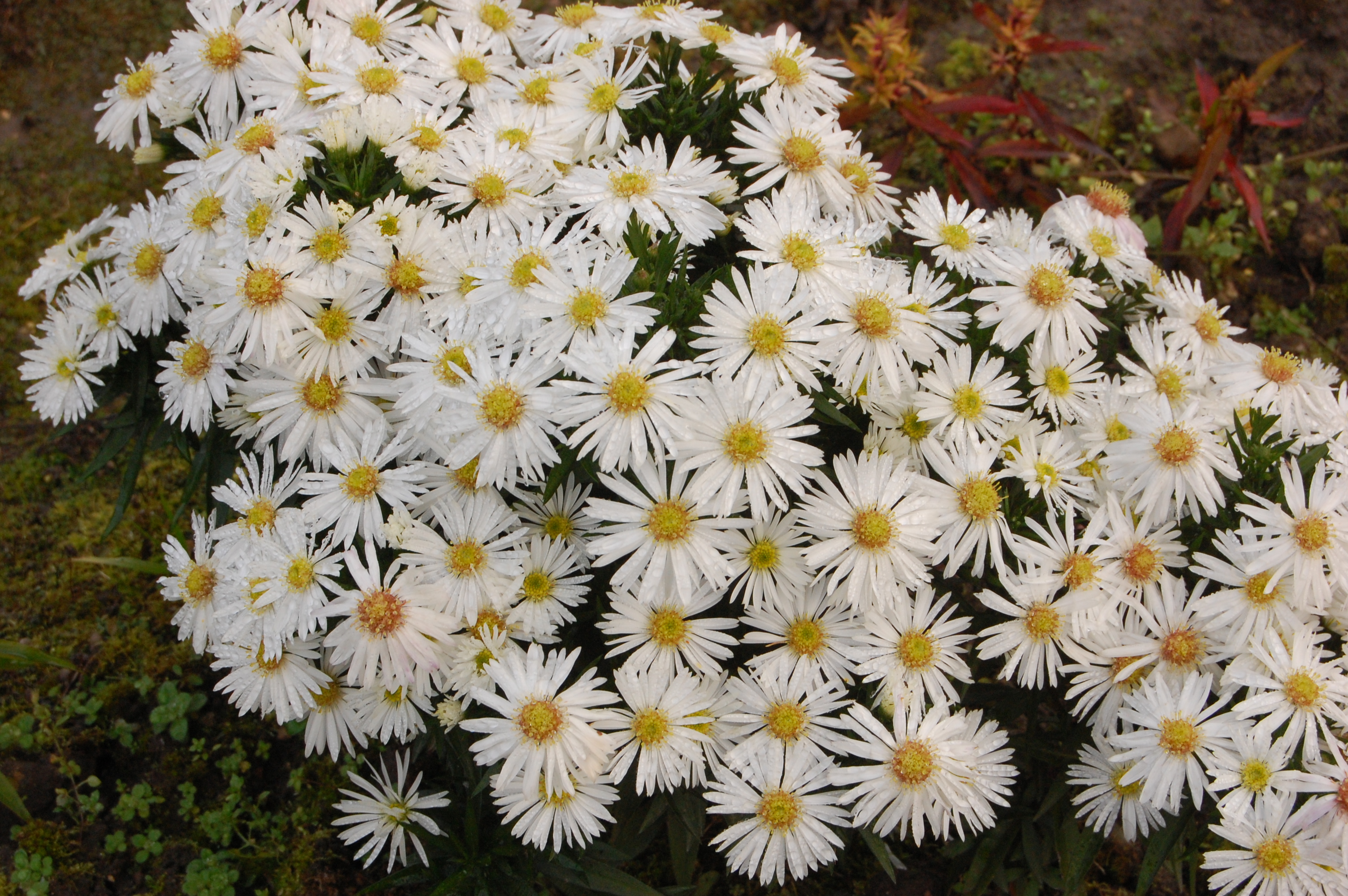 белые октябринки цветы фото