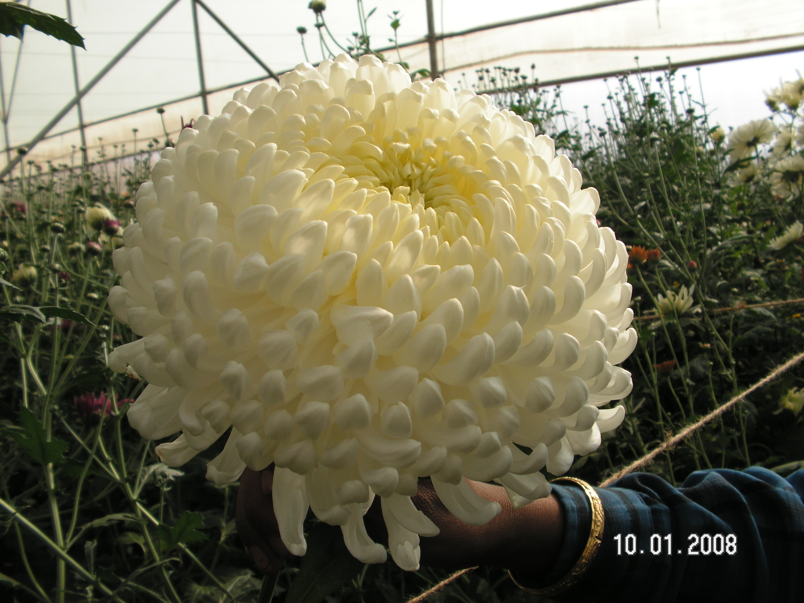 Хризантемы стрижка в виде шара