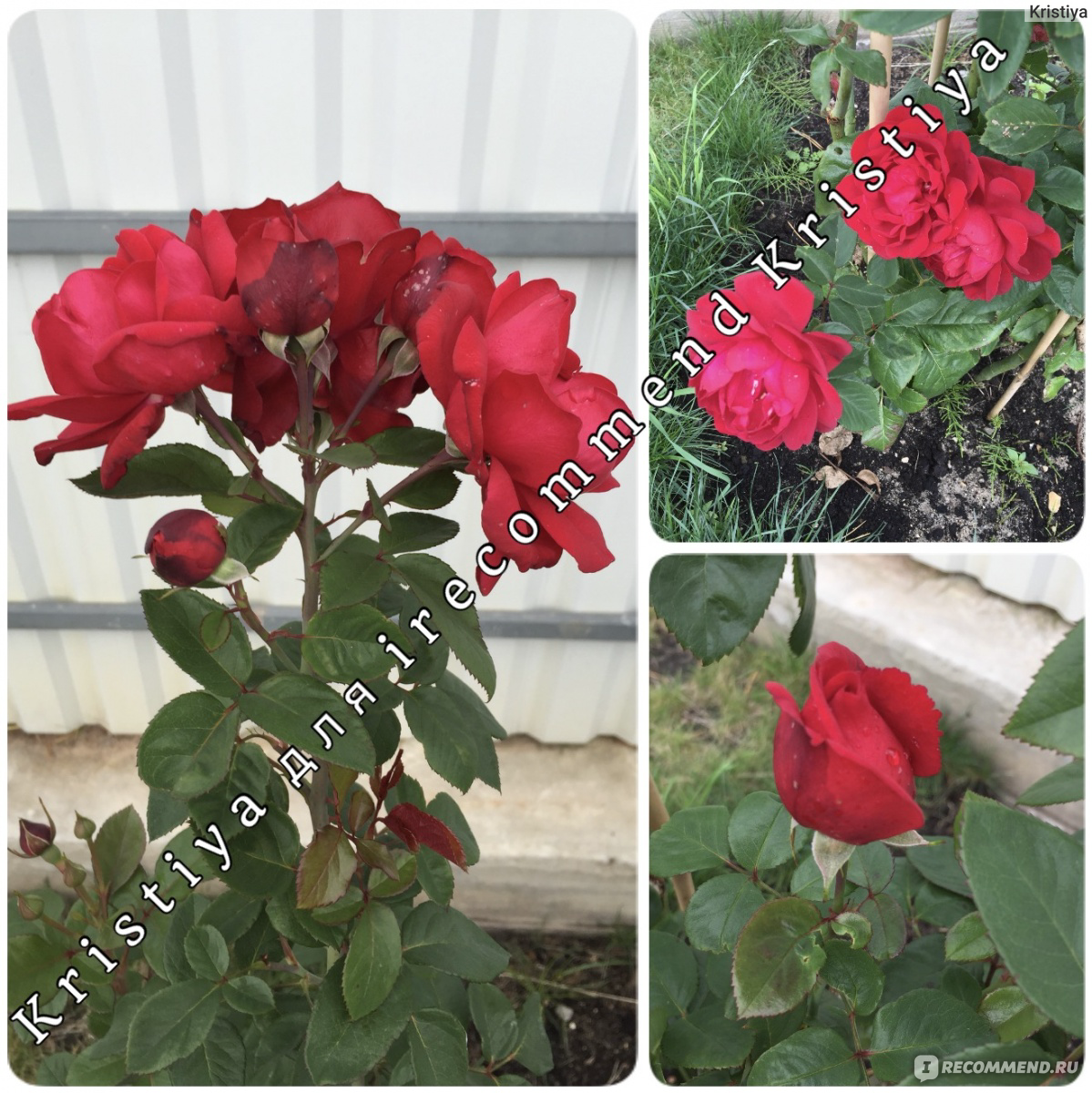 Сорт розы симпатия фото и описание
