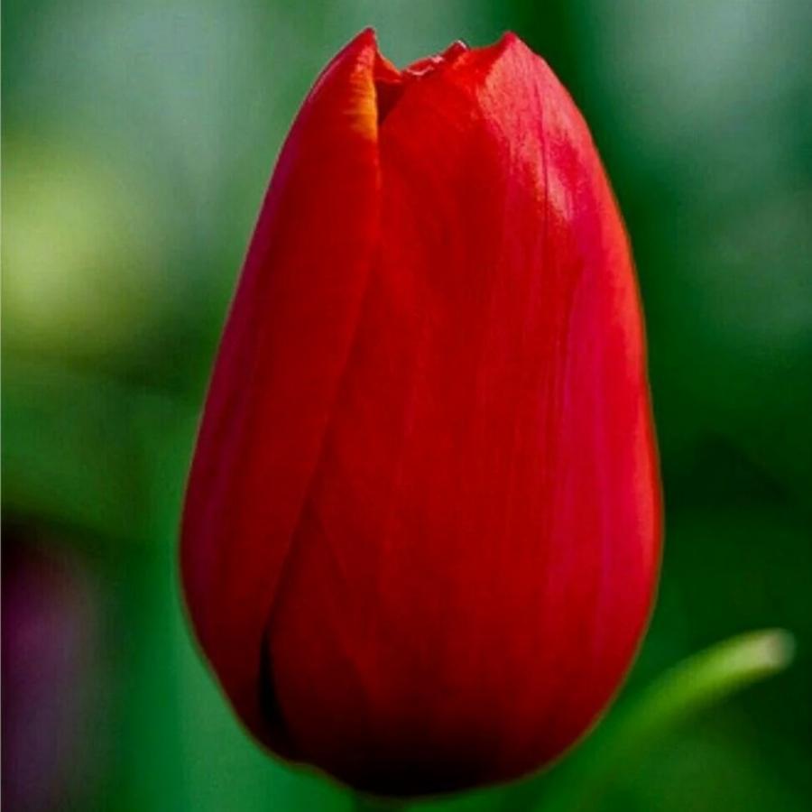 Фото тюльпана одного