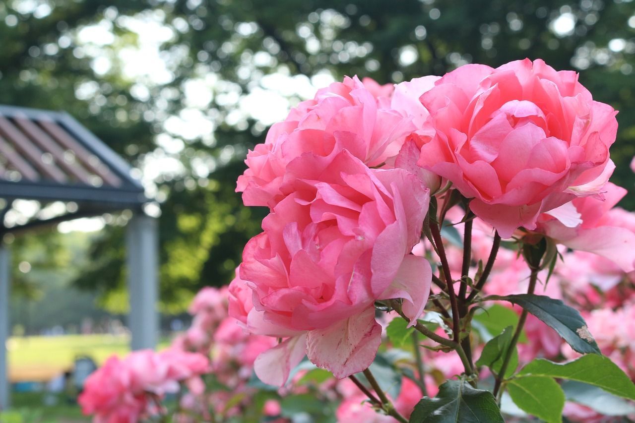 Big Flower Park Rose