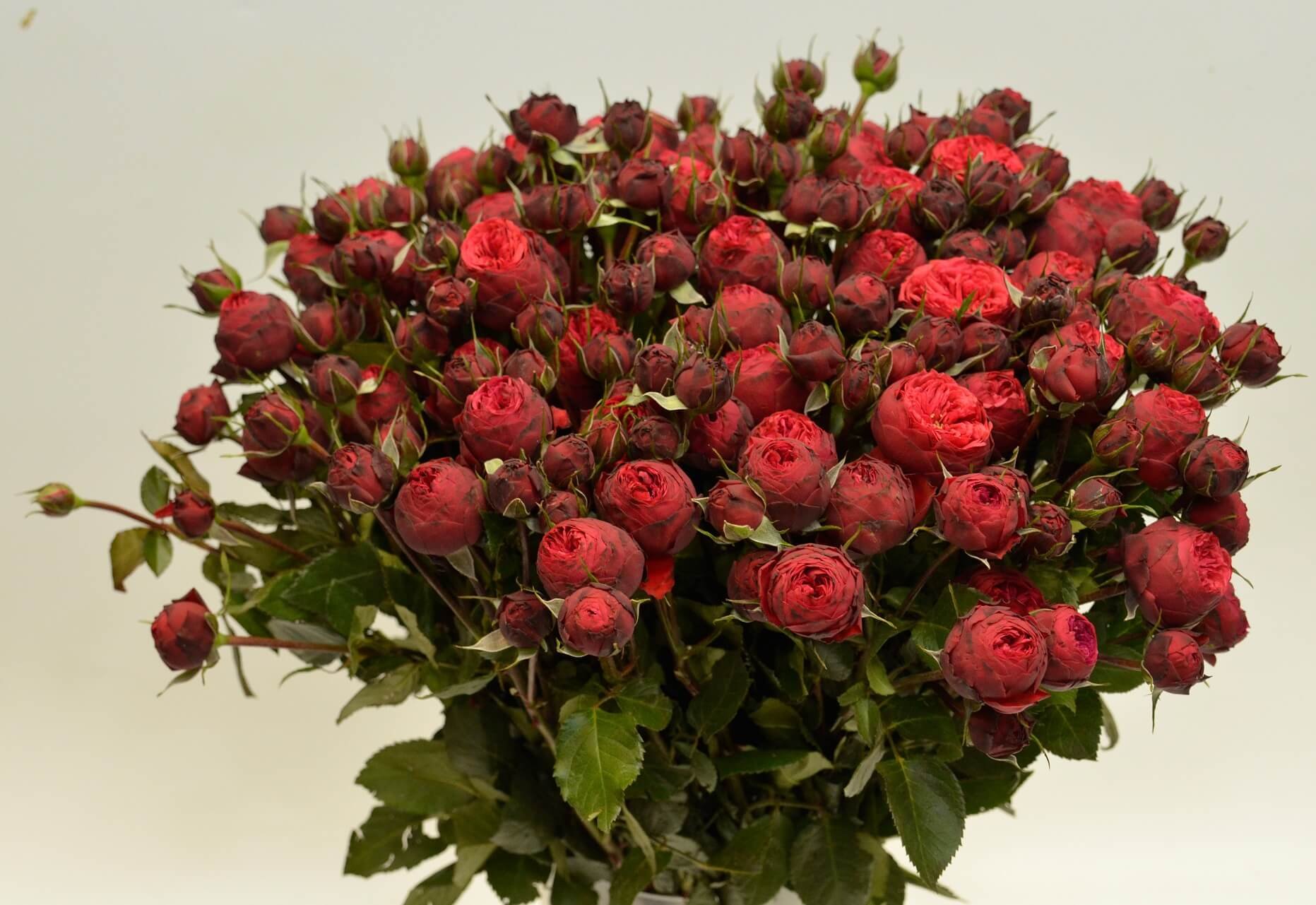 эквадор роза кустовая