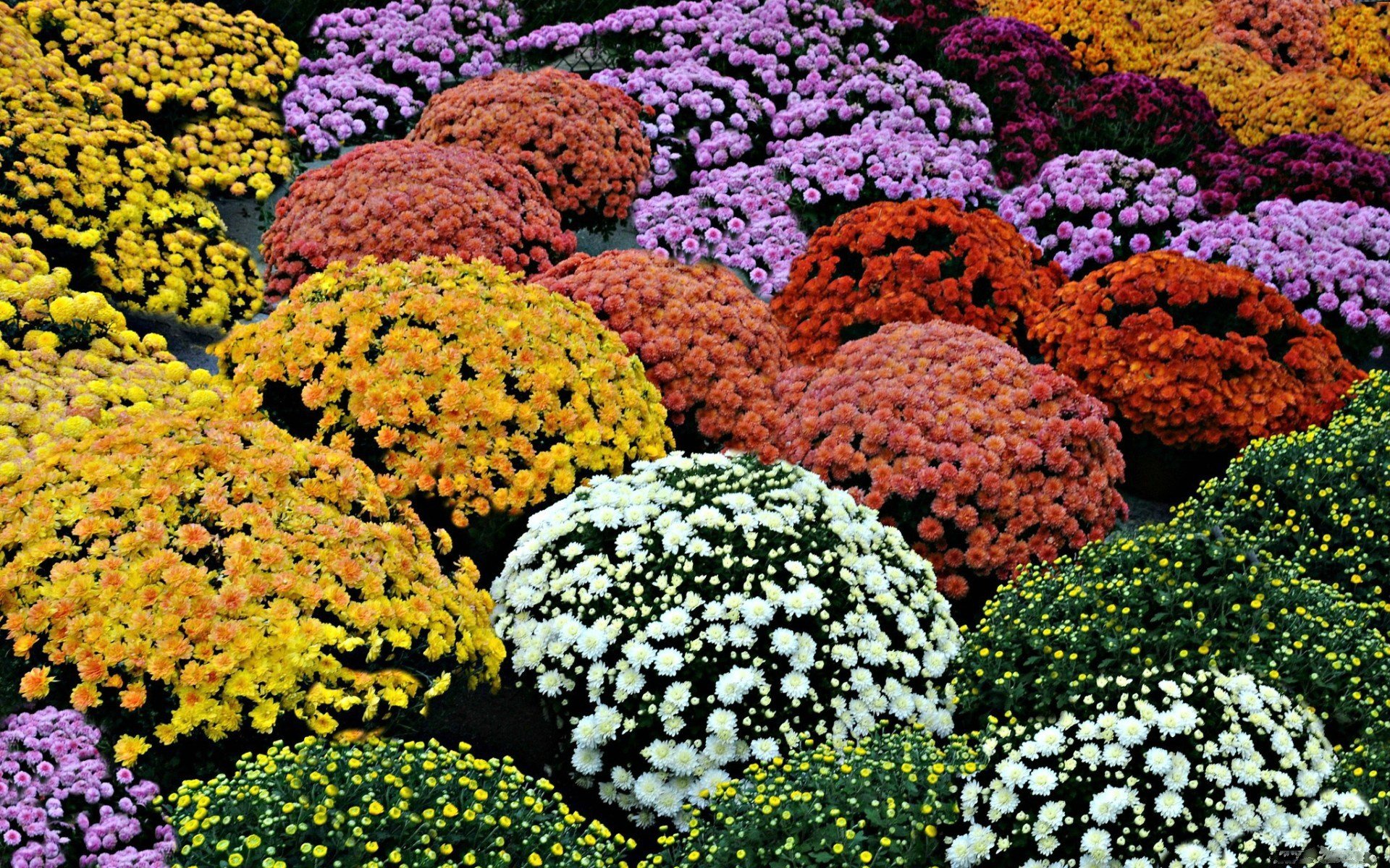 Дубки цветы фото низкорослые шаровидные