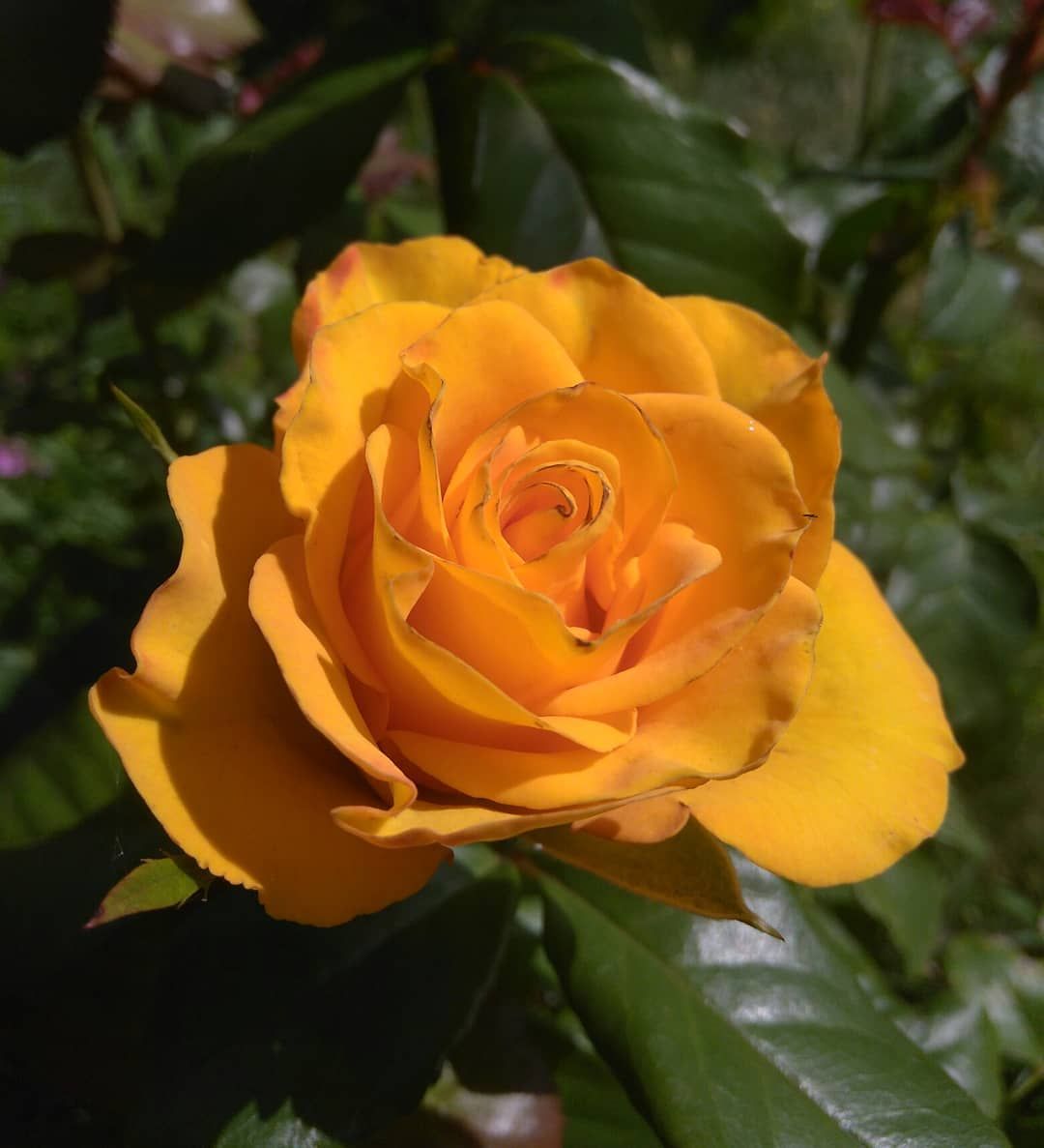 Роза Керия желтая чайно