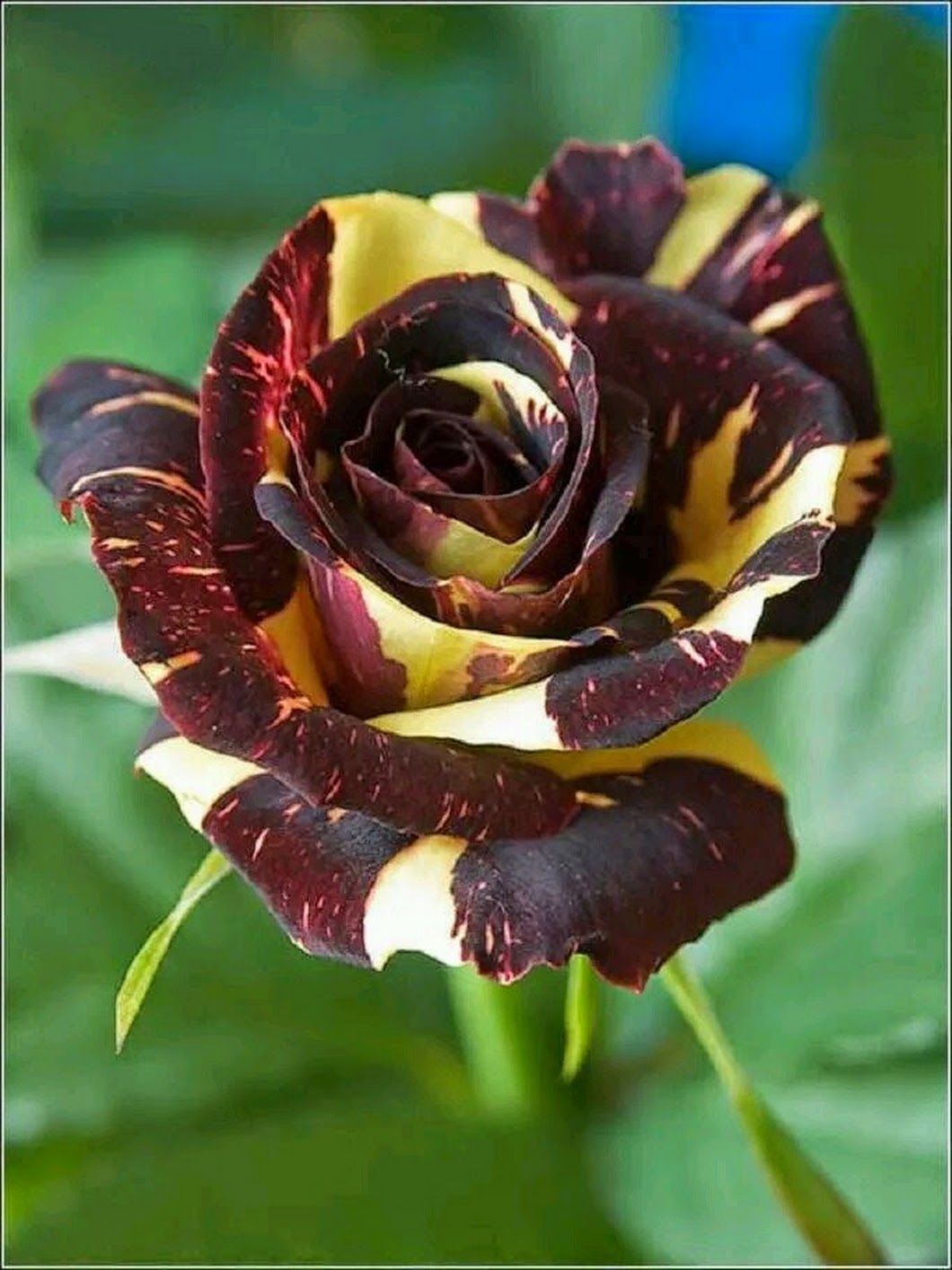 Желтая бархатная роза