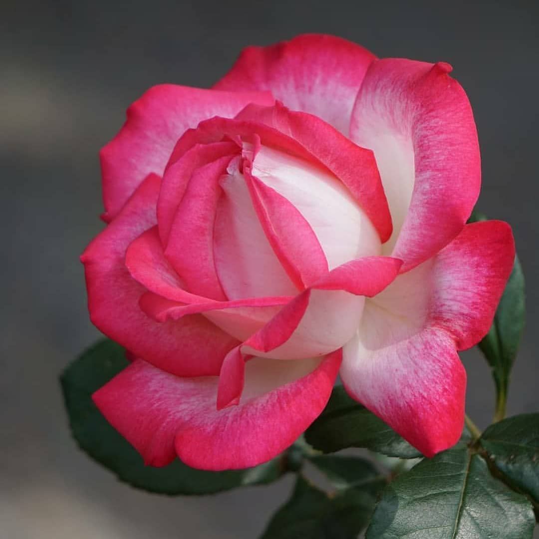 Александрийская роза цветок