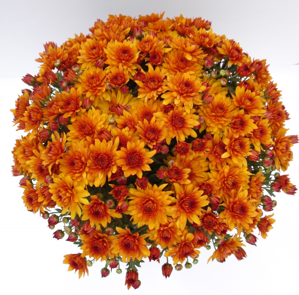 Хризантема маскулино оранж фото и описание