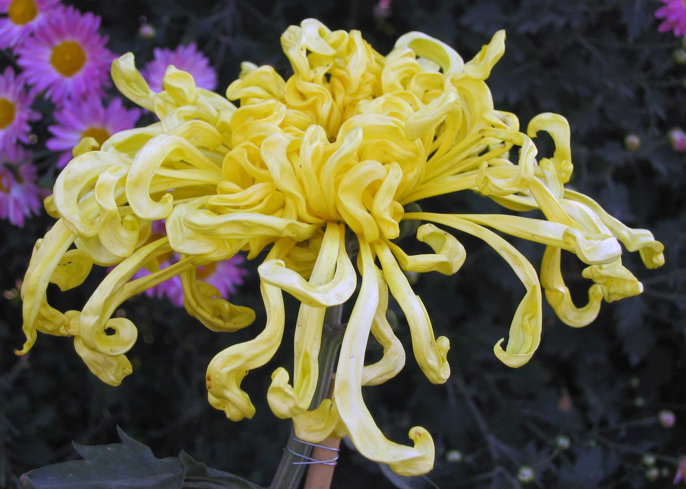 Китайская (Chrysanthemum morifolium) шелковицелистная