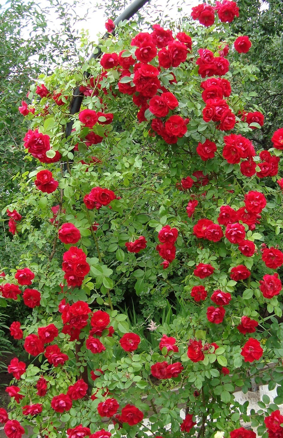 Роза Квадра канадская Парковая