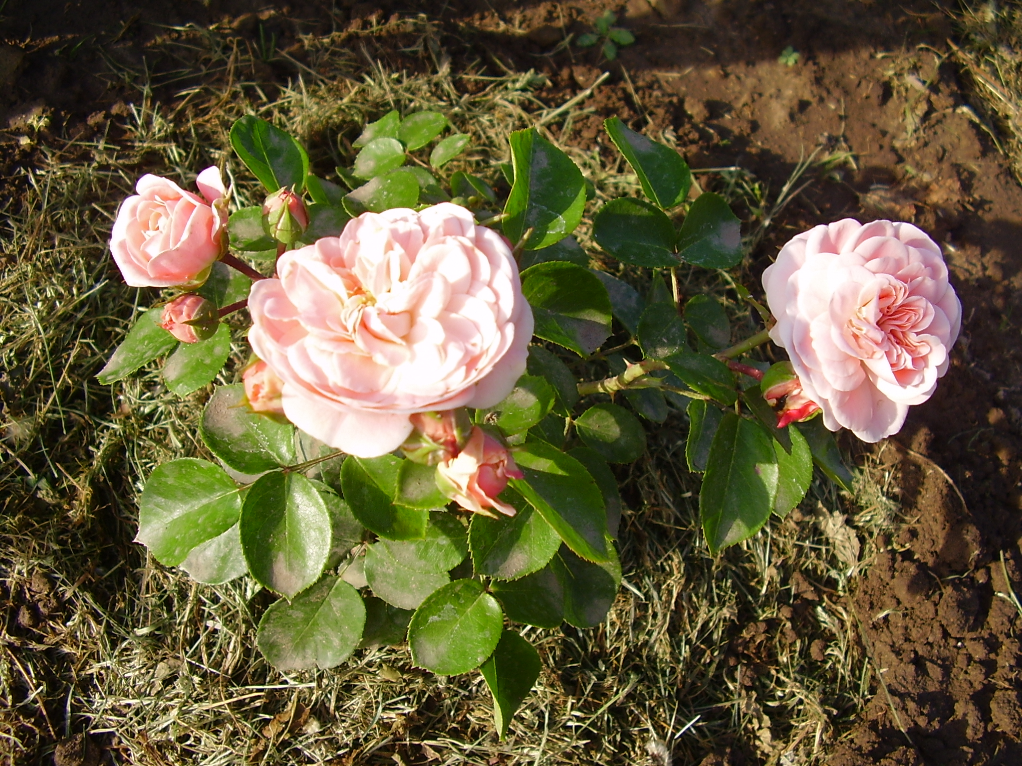 Роза флорибунда Селина