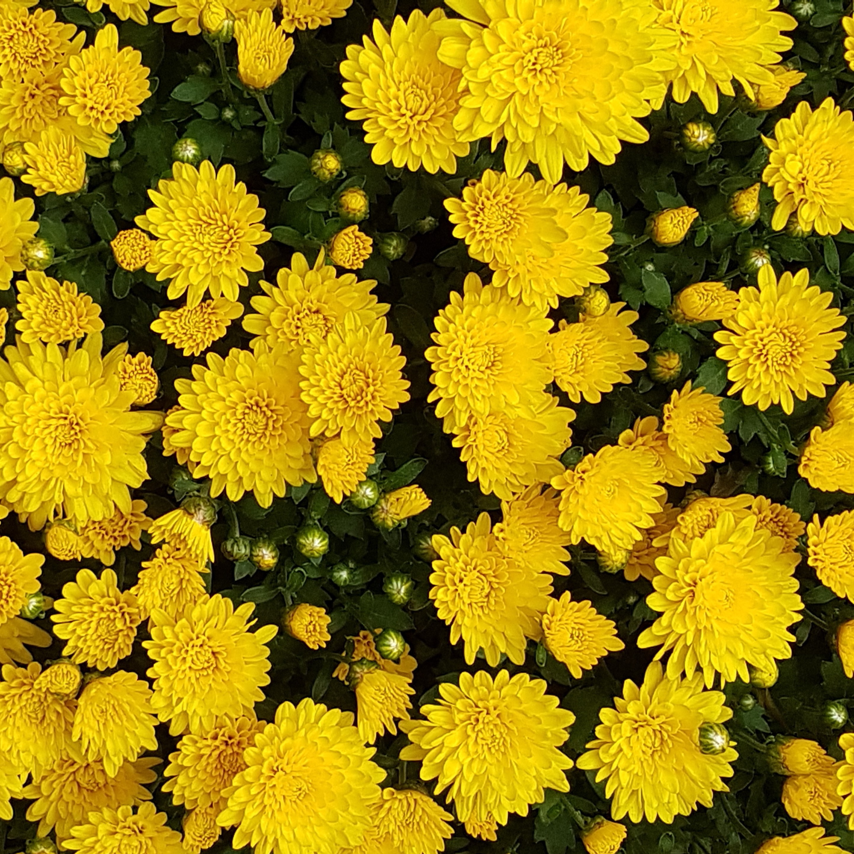 Желтые хризантемы картинки красивые