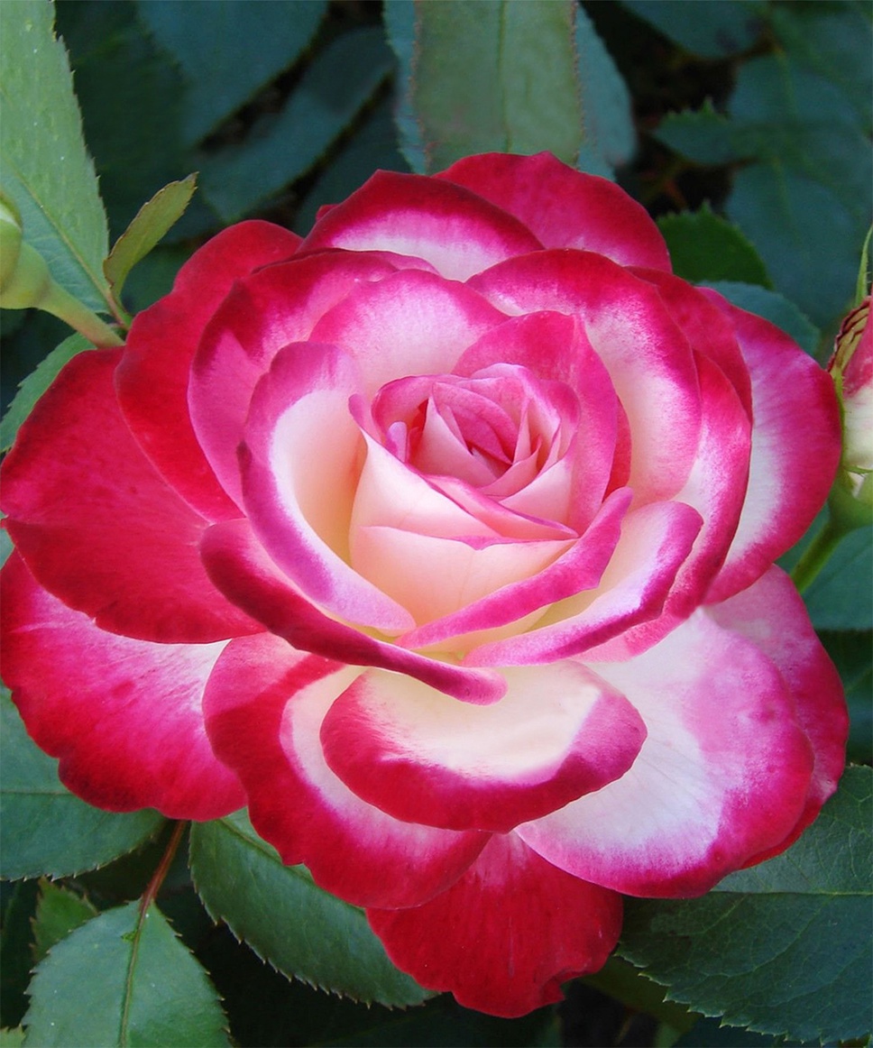 Роза гибридная флорибунда
