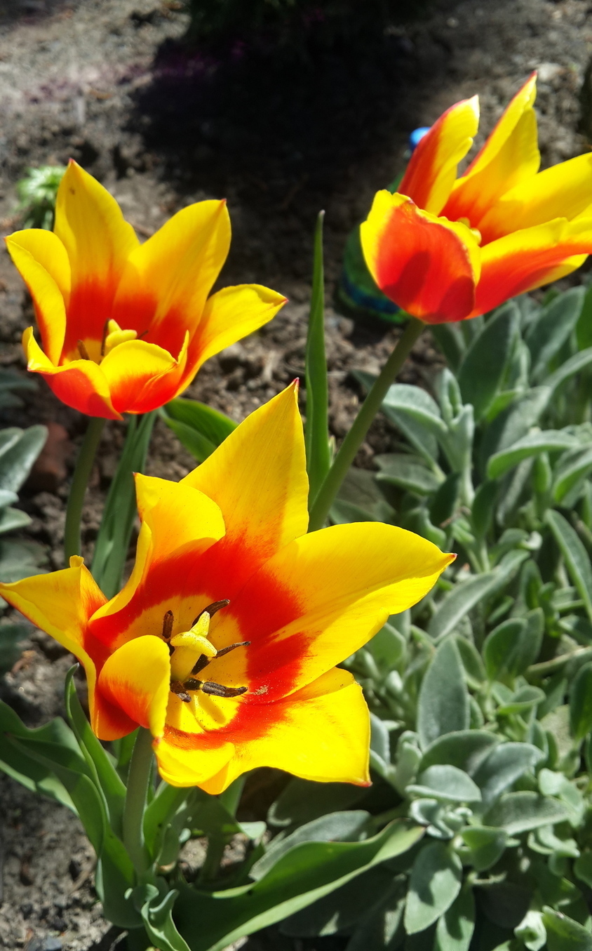 Желтые лилиецветные тюльпаны