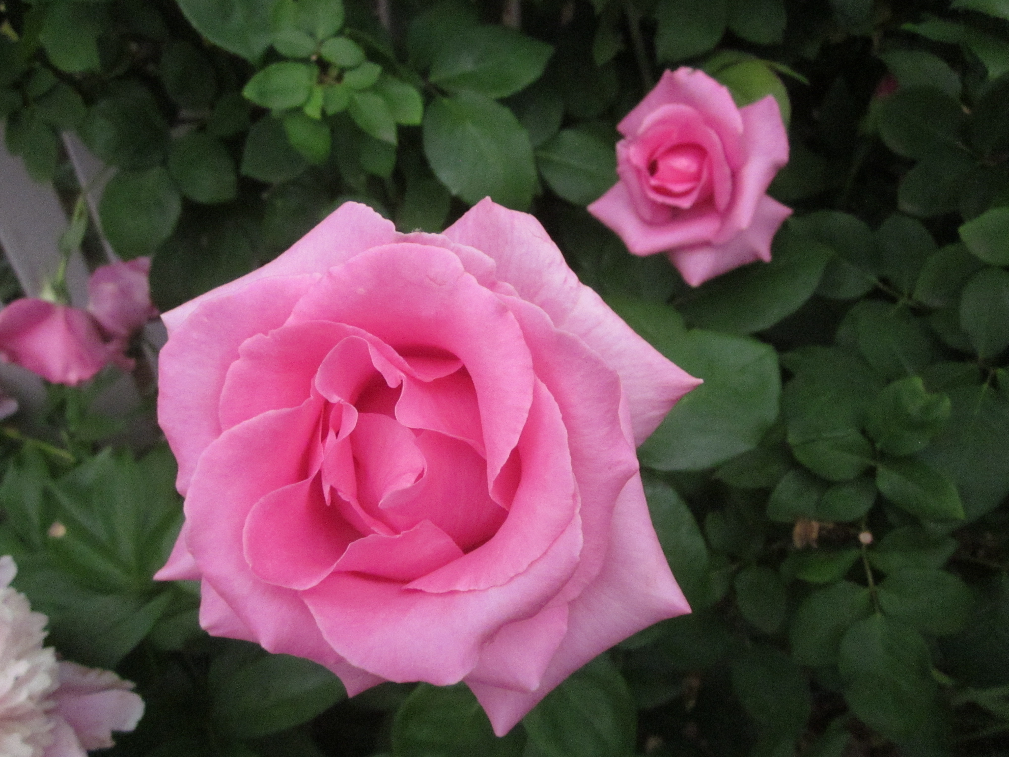 Чайно гибридная роза эльдорадо фото и описание