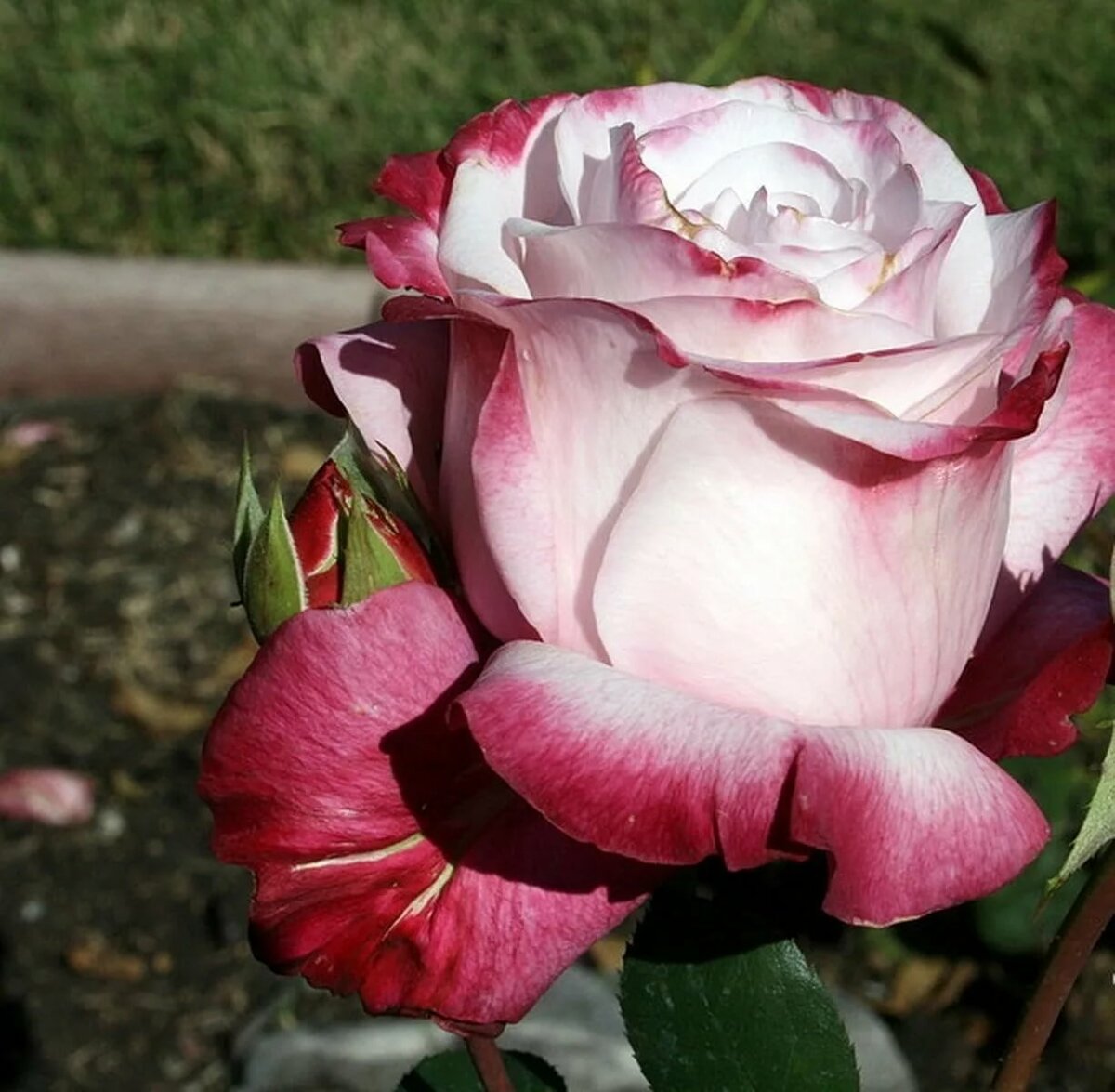 Розы чайно гибридные сорта фото и названия