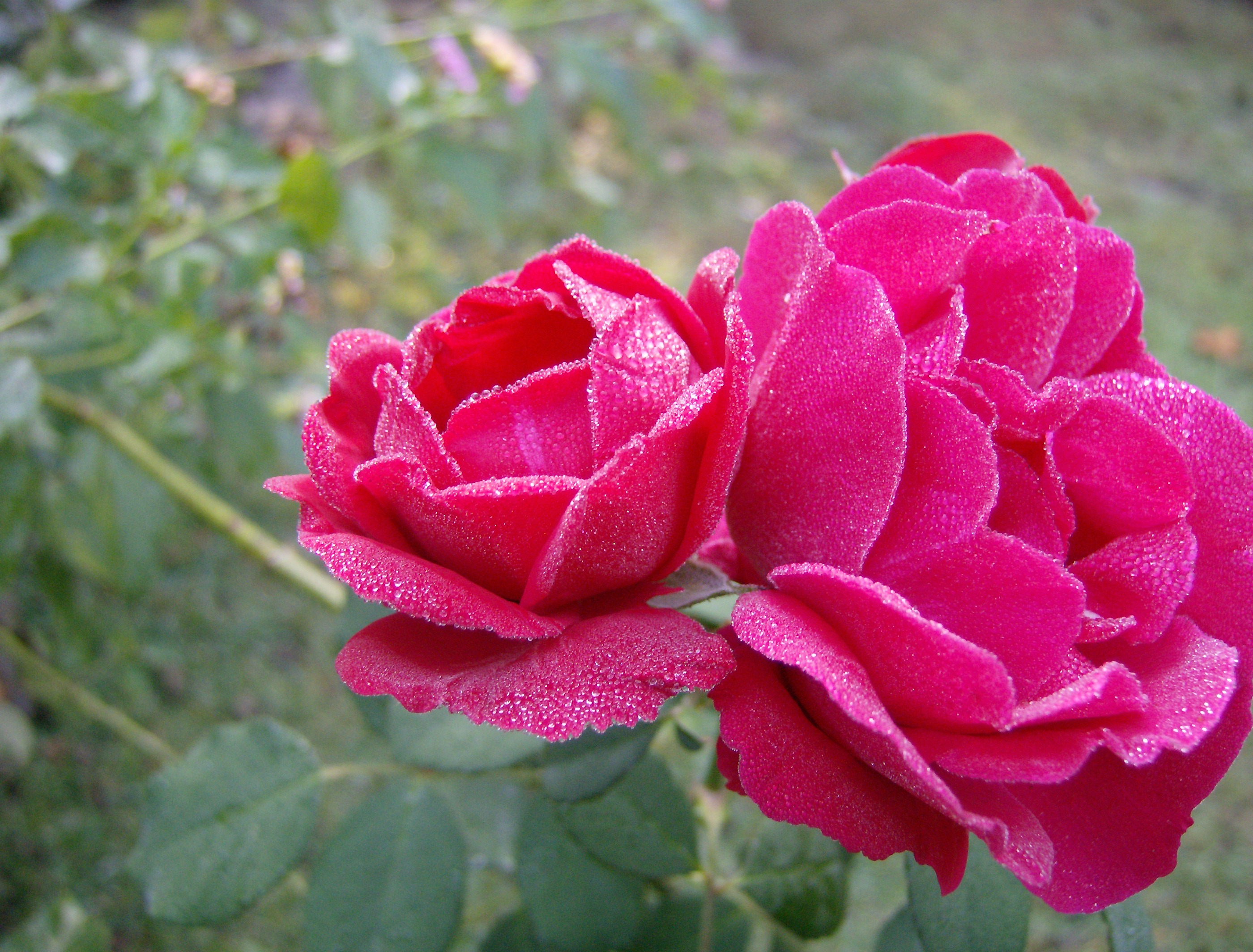 Болгария розы
