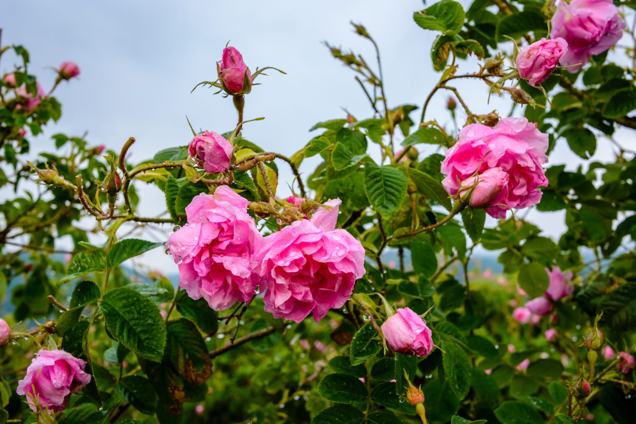 Азербайджанская роза Rosefield